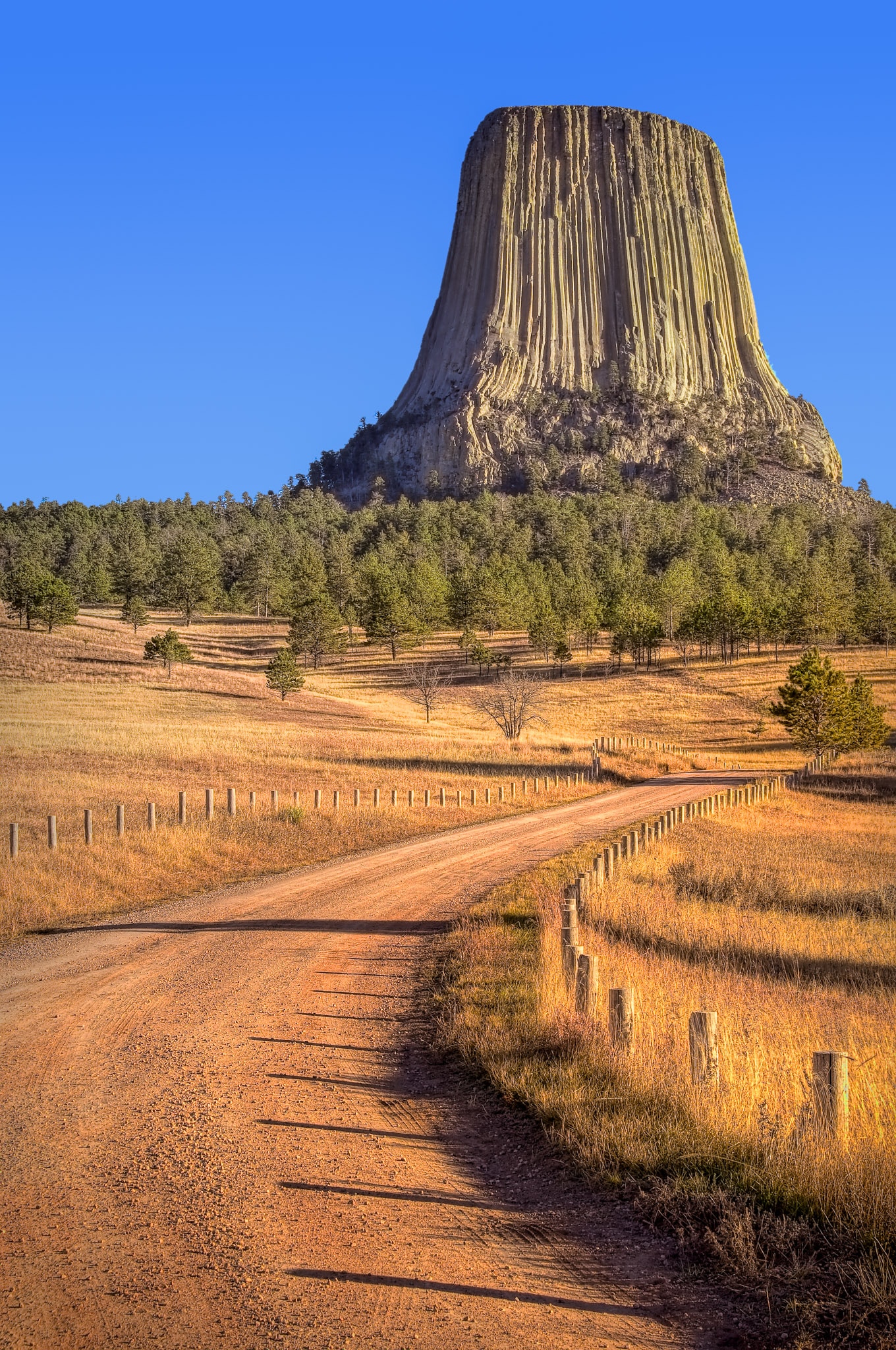 A curved dirt road leads through golden grass toward the volvanic stock called Devils Tower in Devils Tower National Monument in Wyoming.