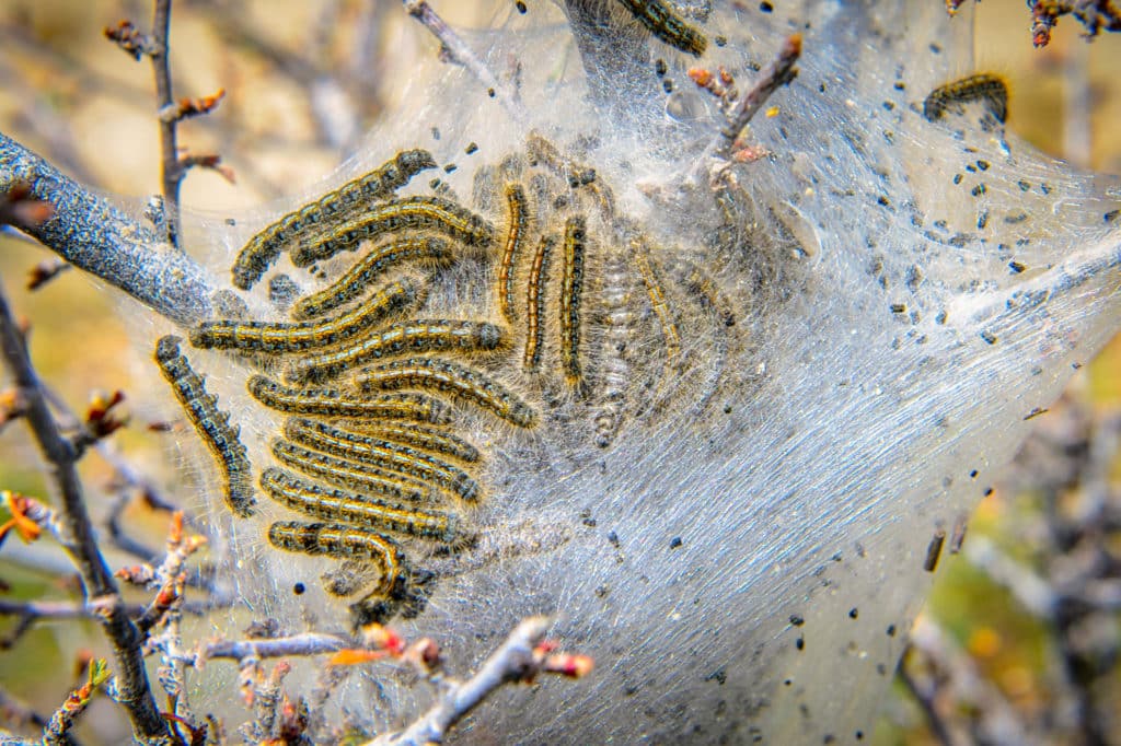 Tent caterpillars, although destructive, are rather pretty with their blue and yellow stripes and brushy bristles. From the City of Rocks National Reserve portfolio.