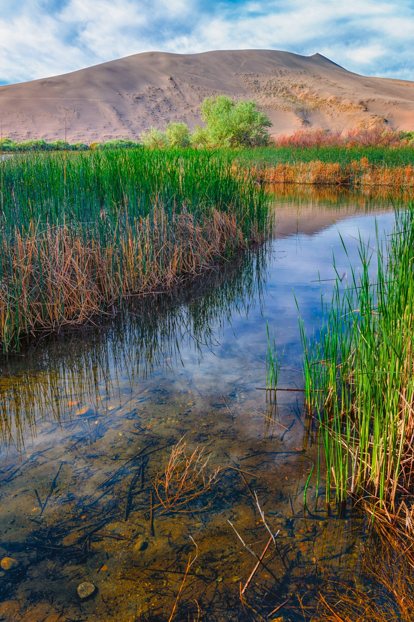 In a marshy area between Big Lake and Small Lake in Bruneau Dunes State Park, near Boise, Idaho.