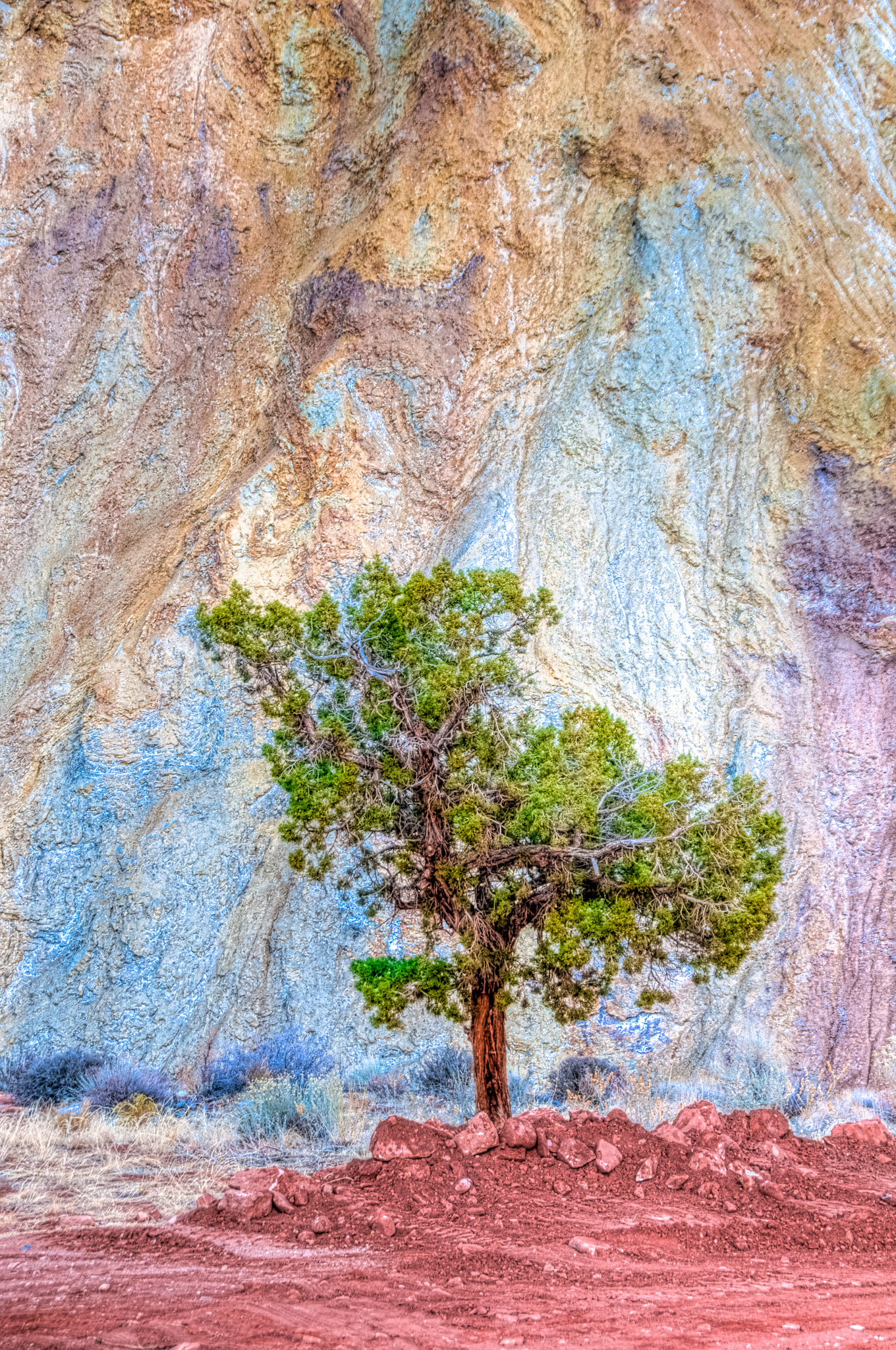 Tree in Onion Creek Canyon near Moab, Utah. The geology behind the tree is the  salt diapir of the Paradox Formation whose uplift created many of the fins, arches, and other interesting geology of this area.