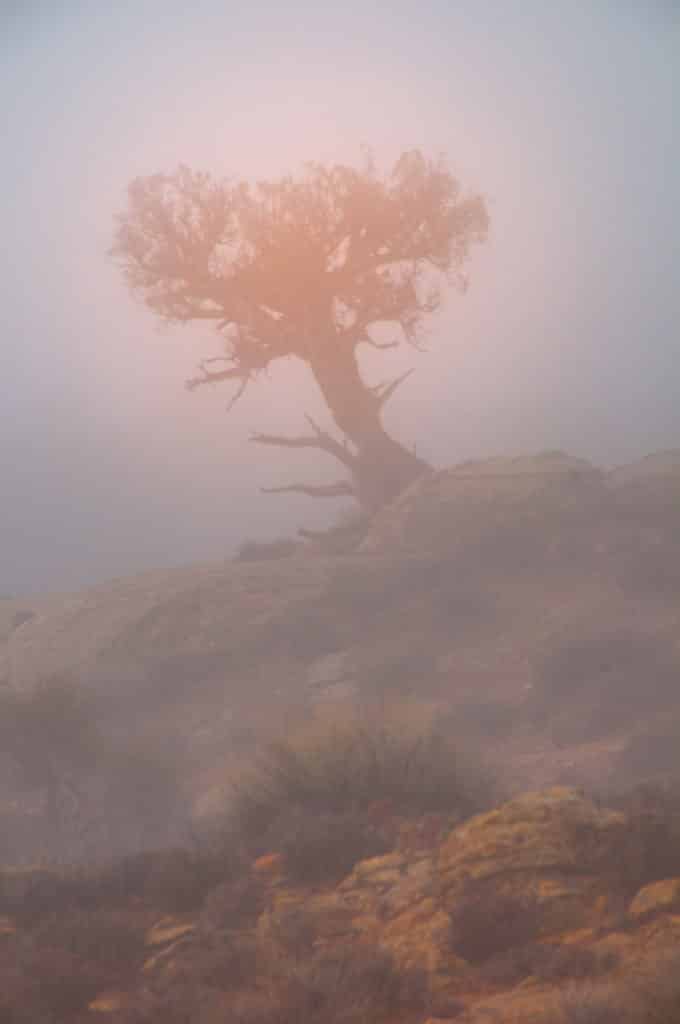 Tree shrouded in fog in Arches National Park.