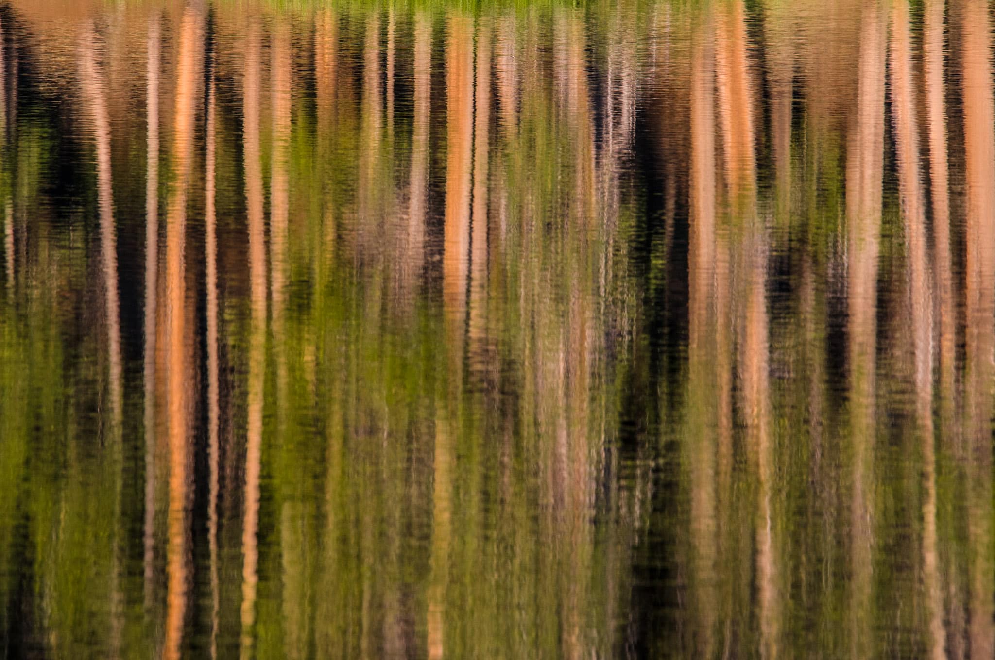 Tree trunks reflected in the ripples of Sprague Lake in Rocky Mountain Park.
