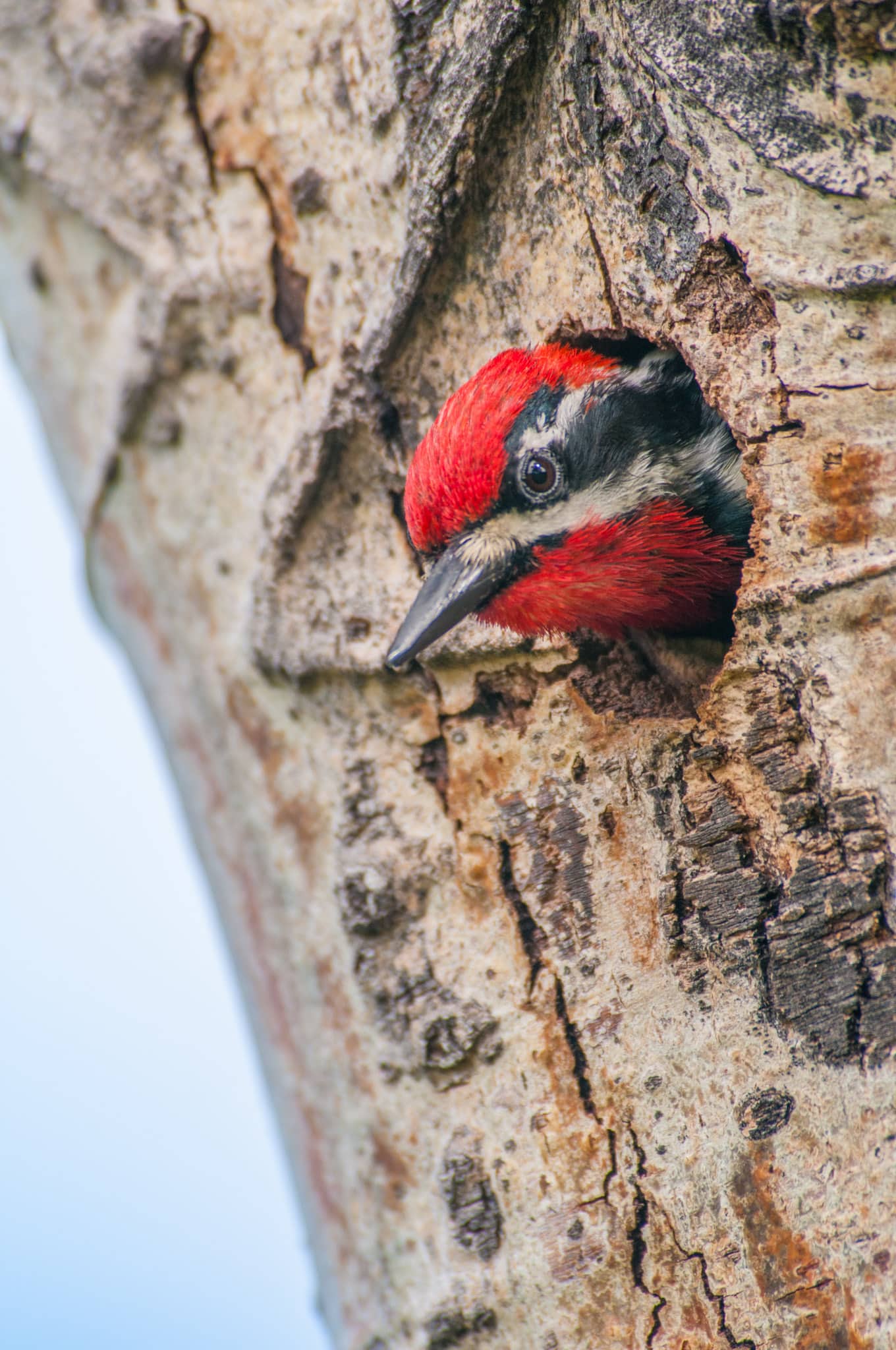 A Red-naped Sapsucker peaks out of his hole in a tree in Rocky Mountain National Park, Colorado.