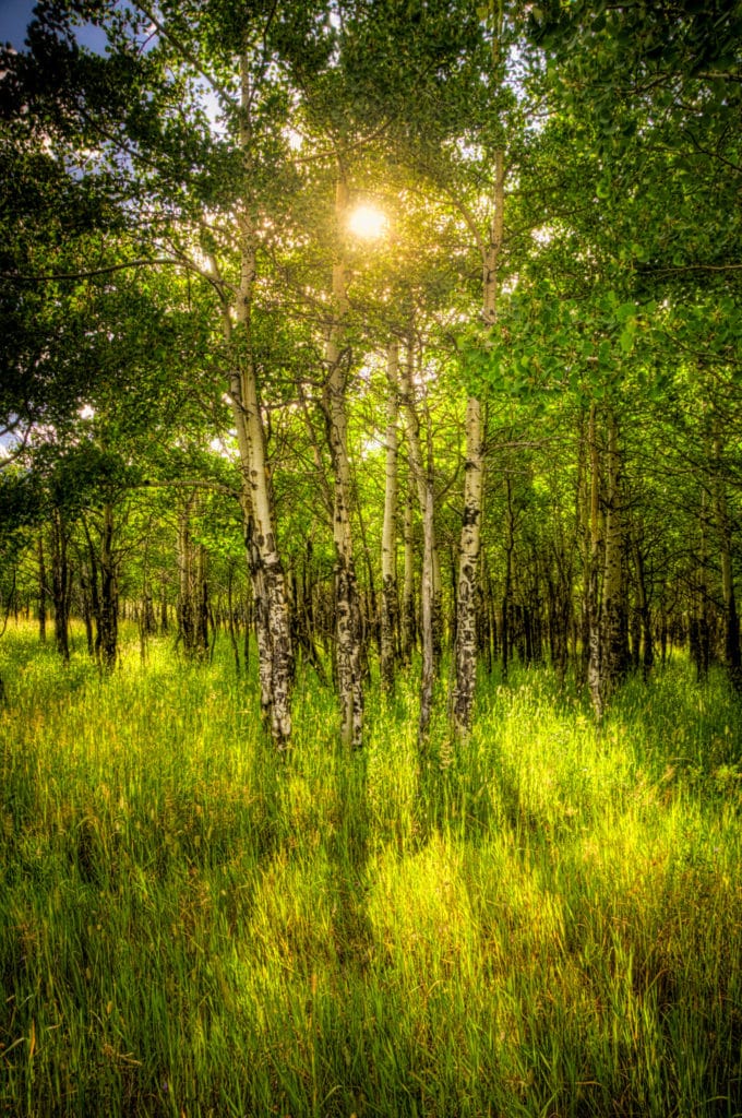 Summer sun shines through a grove of aspens and casts shadows in the grass.