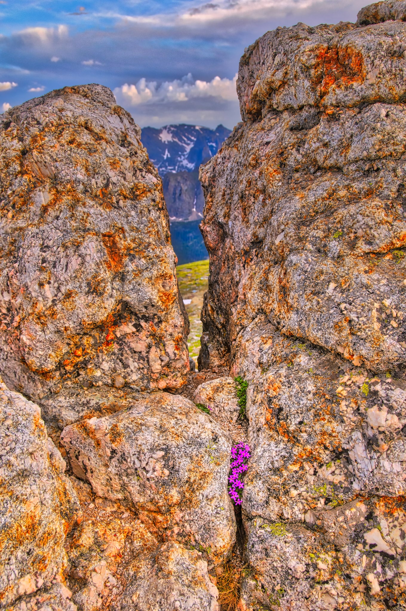 A cluster of Fairy Primrose grows in a rock cleft at Rock Cut along Trail Ridge Road in Rocky Mountain National Park in Colorado.