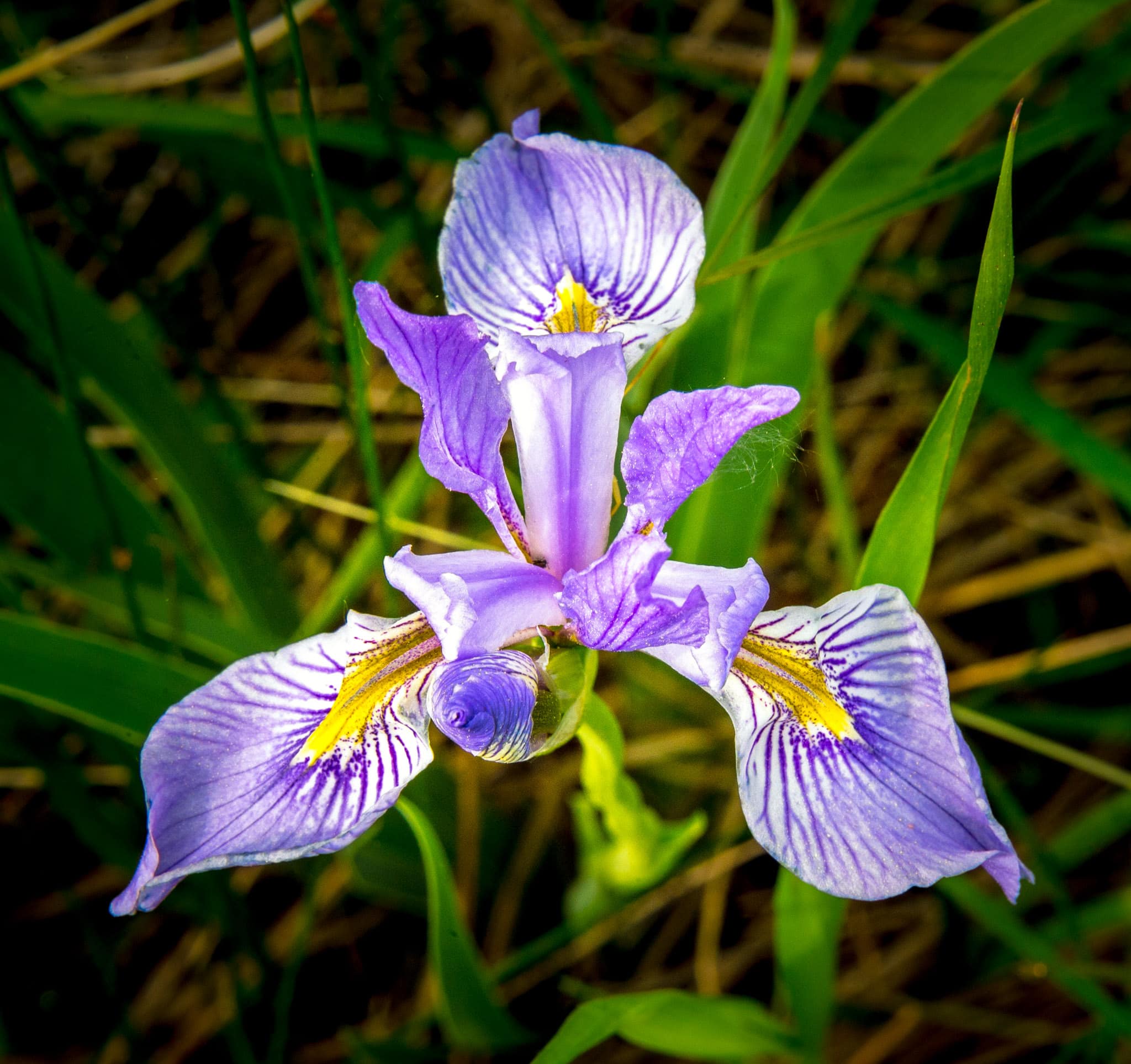 A Rocky Mountain Iris closeup in the afternoon sun in Moraine Park, off Bear LAke Road, in Rocky Mountain National Park, Colorado.