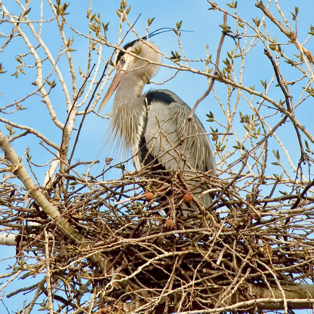 Blue Heron nesting in the Rancho Sedona RV Park in Sedona, Arizona.