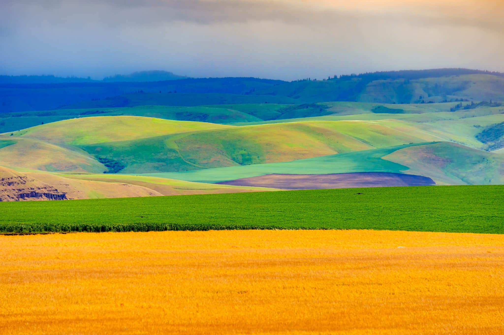 This view of the rolling Palouse hills was taken from the access road to Steptoe Butte in Steptoe Butte State Park near Colfax, Washington. From the Palouse Region portfolio.