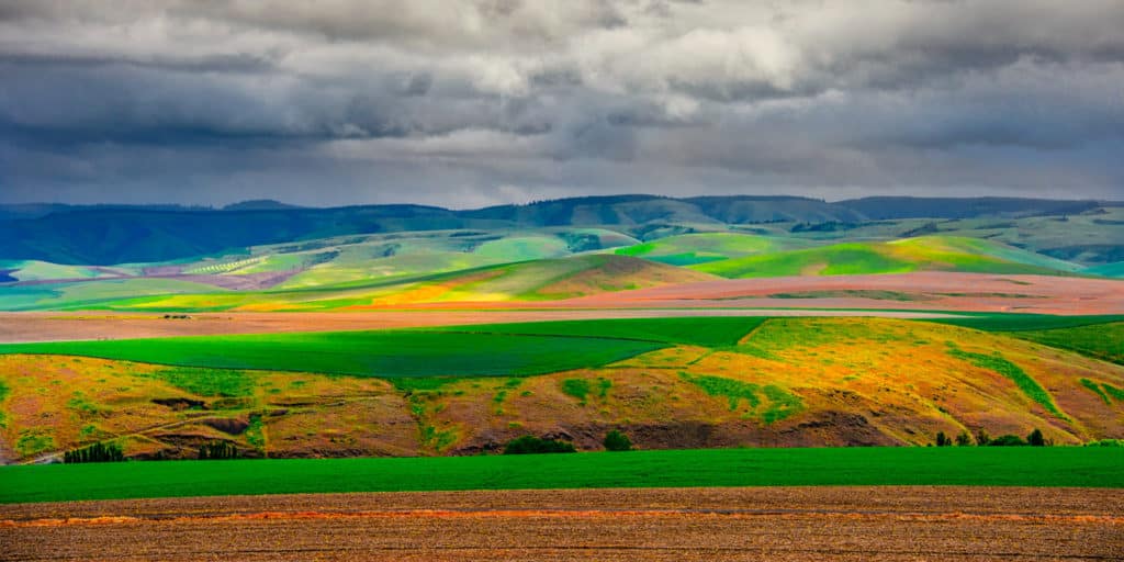 This view of the rolling Palouse hills was taken from the access road to Steptoe Butte in Steptoe Butte State Park near Colfax, Washington.
