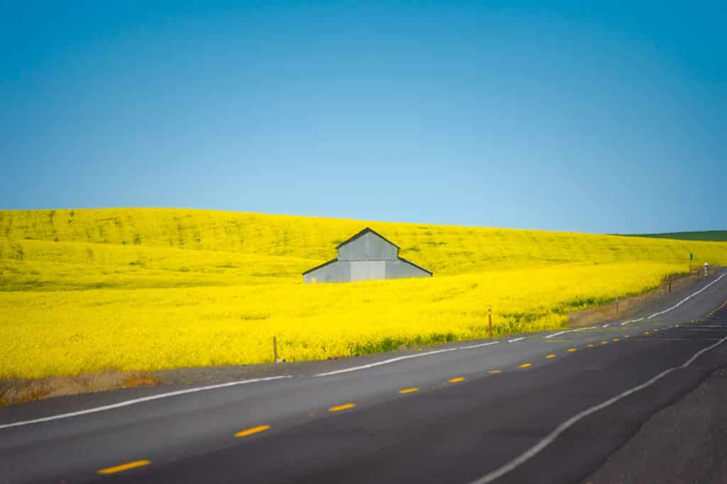 A corrugated metal barn sits in a field of Canola in the Palouse region of eastern Washington, south of Spokane.