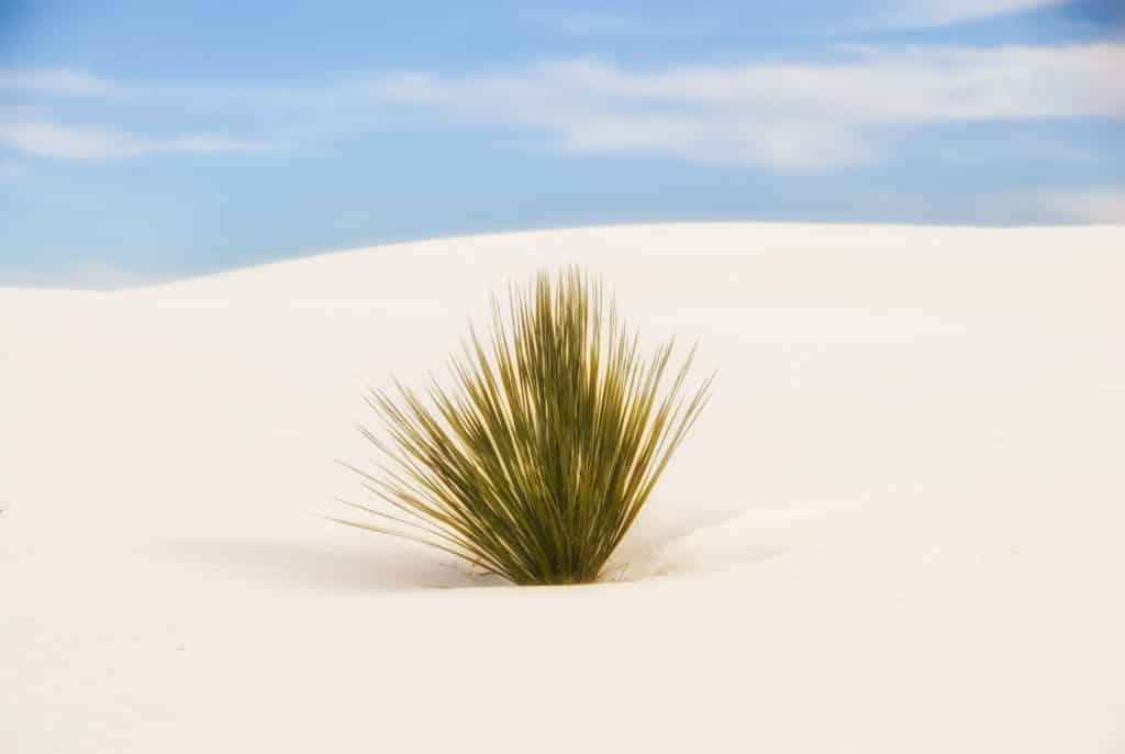 A lone Soaptree Yucca grows at White Sands National Monument.