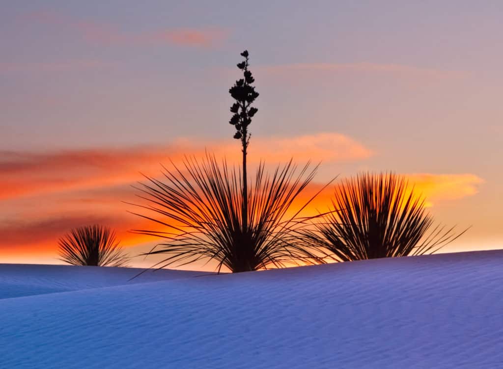 Soaptree Yucca along a dune ridge at White Sands National Monument.