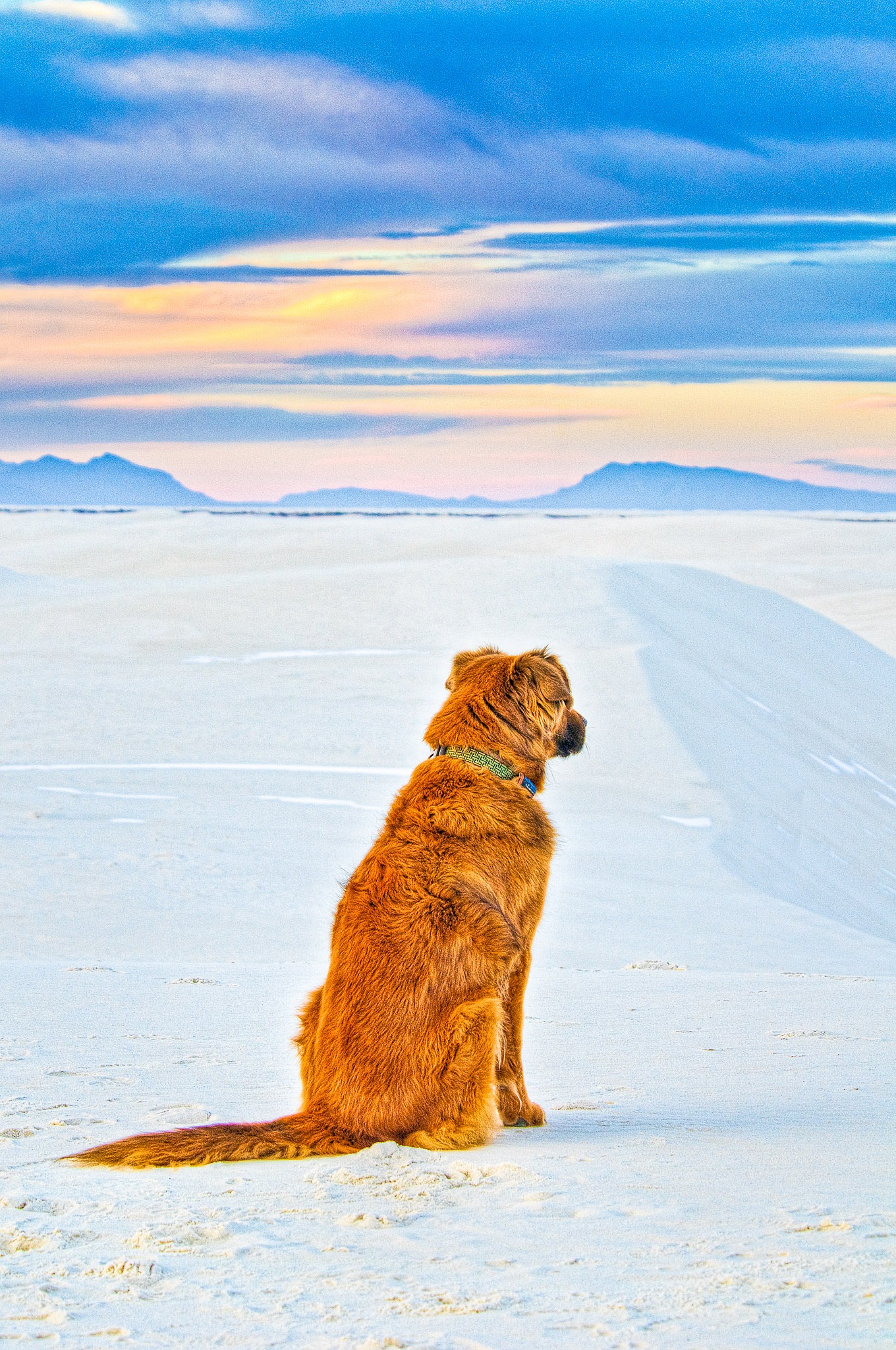 Batu listens intently to coyotes howling at sunset in White Sands National Monument. The coyotes were about two kilometers away.