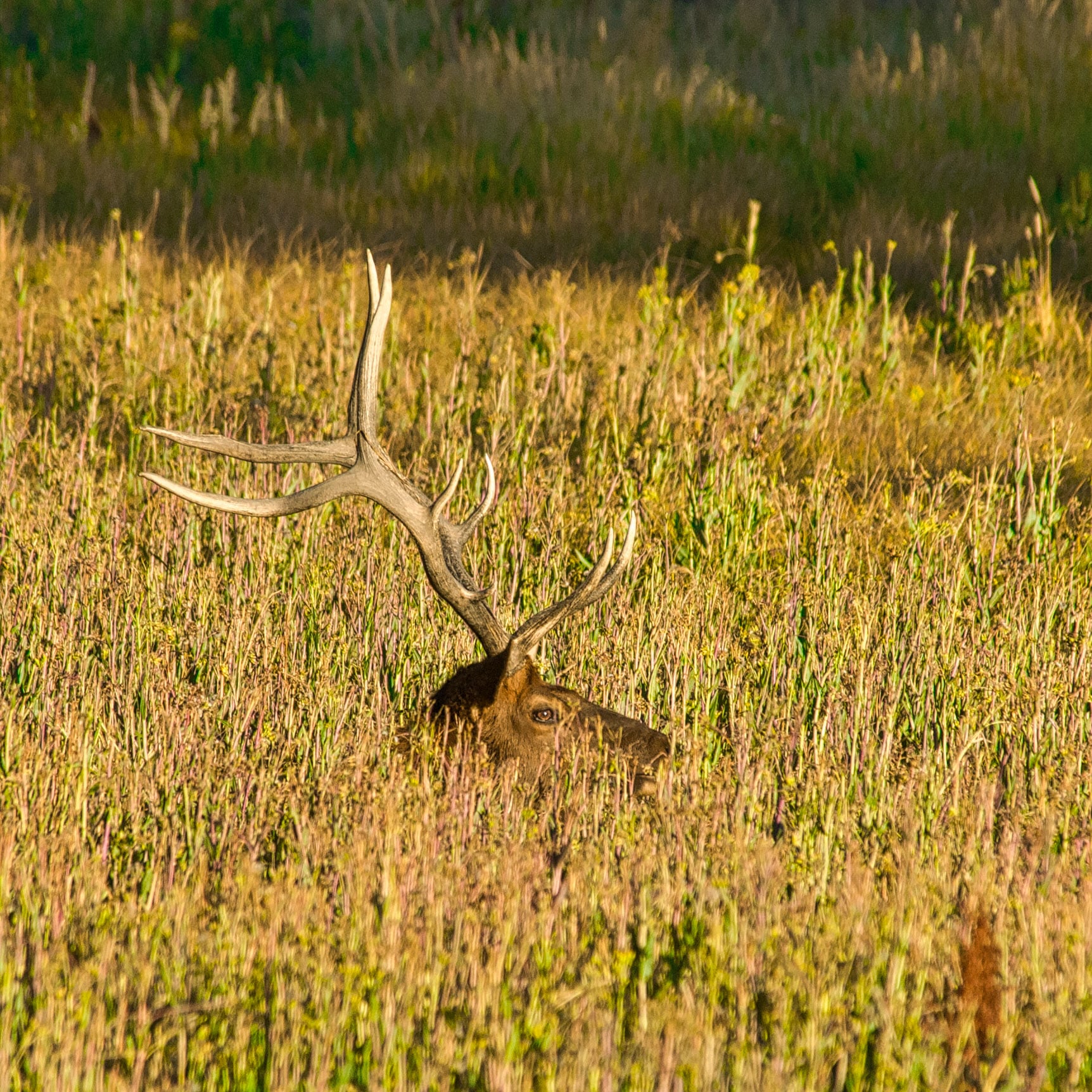 Bull elk sits in the grasses along the Madison River in Yellowstone National Park.