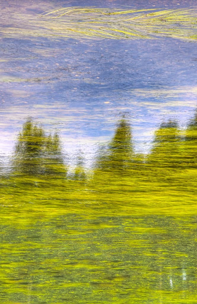 Lodgepole pine reflected in a pond in Yellowstone National Park, Wyoming.