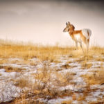 As a coyote approaches from the left, this pronghorn considered whether to find another place to graze.