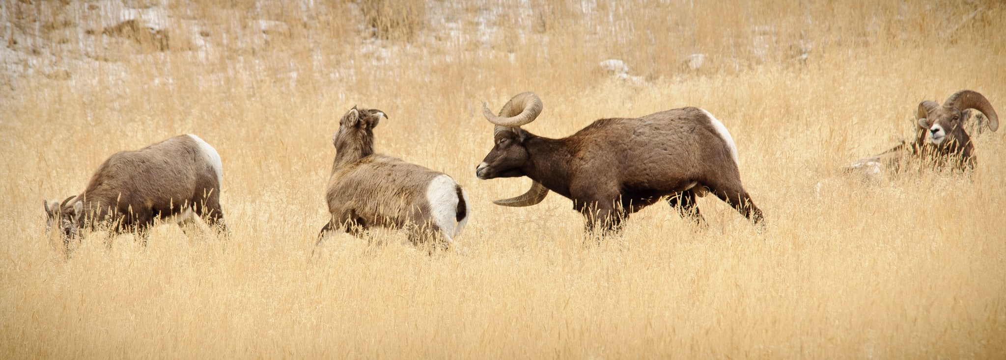 A Bighorn ram pursues the mother of his children-to-be as bystanders eat and rest.