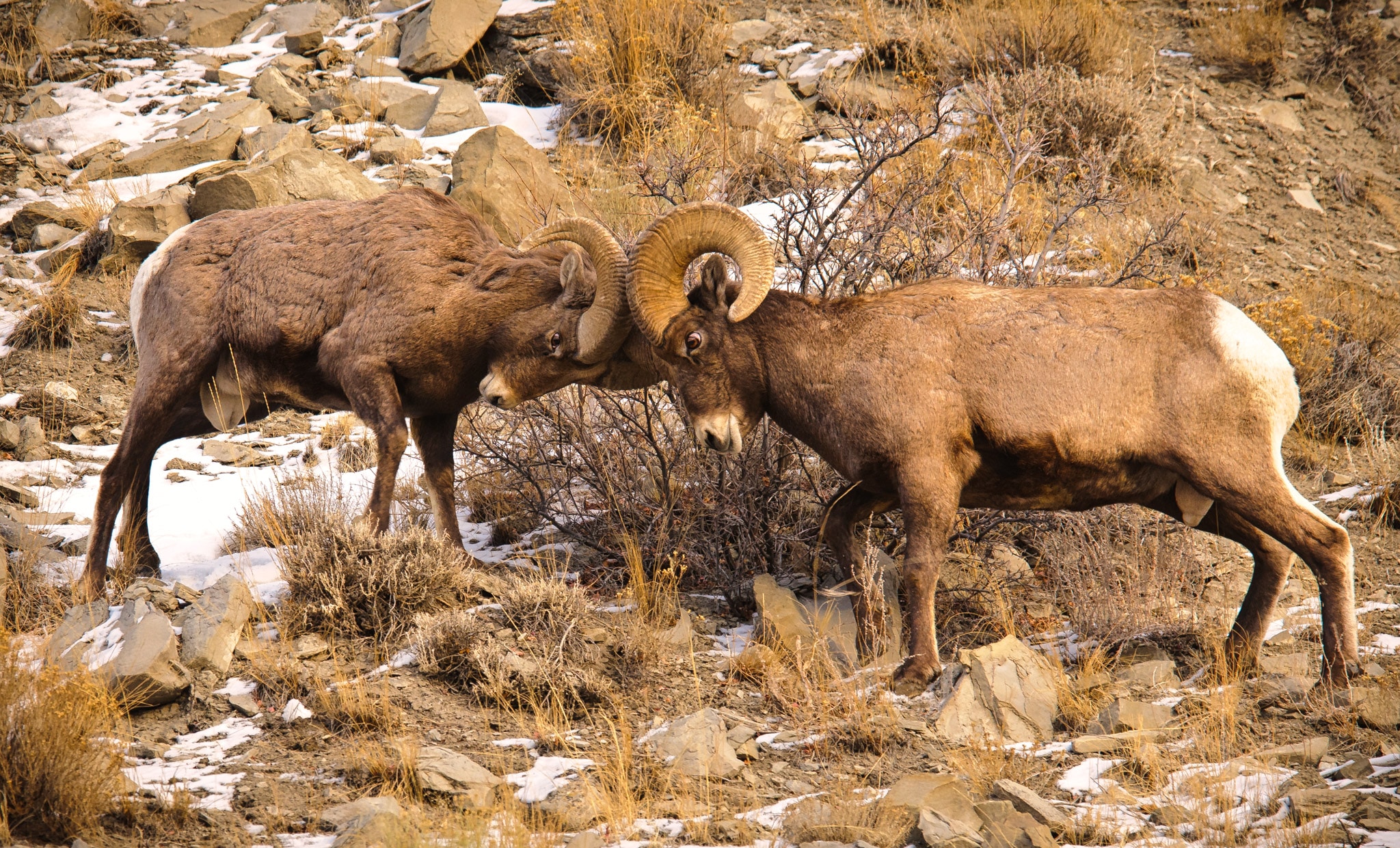 Whaaap! Two Bighorn rams collide in the annual playoff for the right to pass on your genetic material.