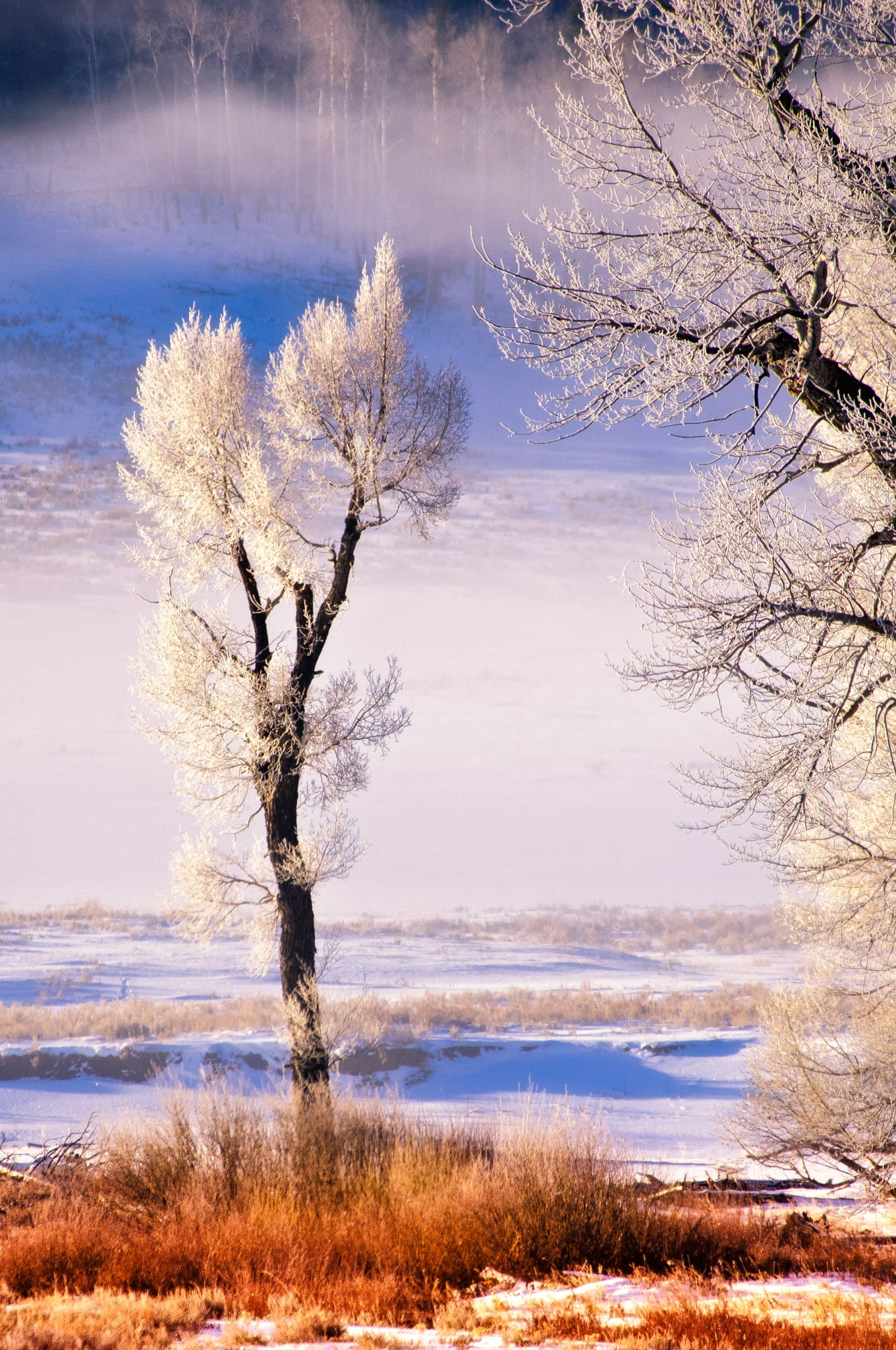 The first light of day brushes the icy brances of trees in the Lamar Valley of Yellowstone National Park.