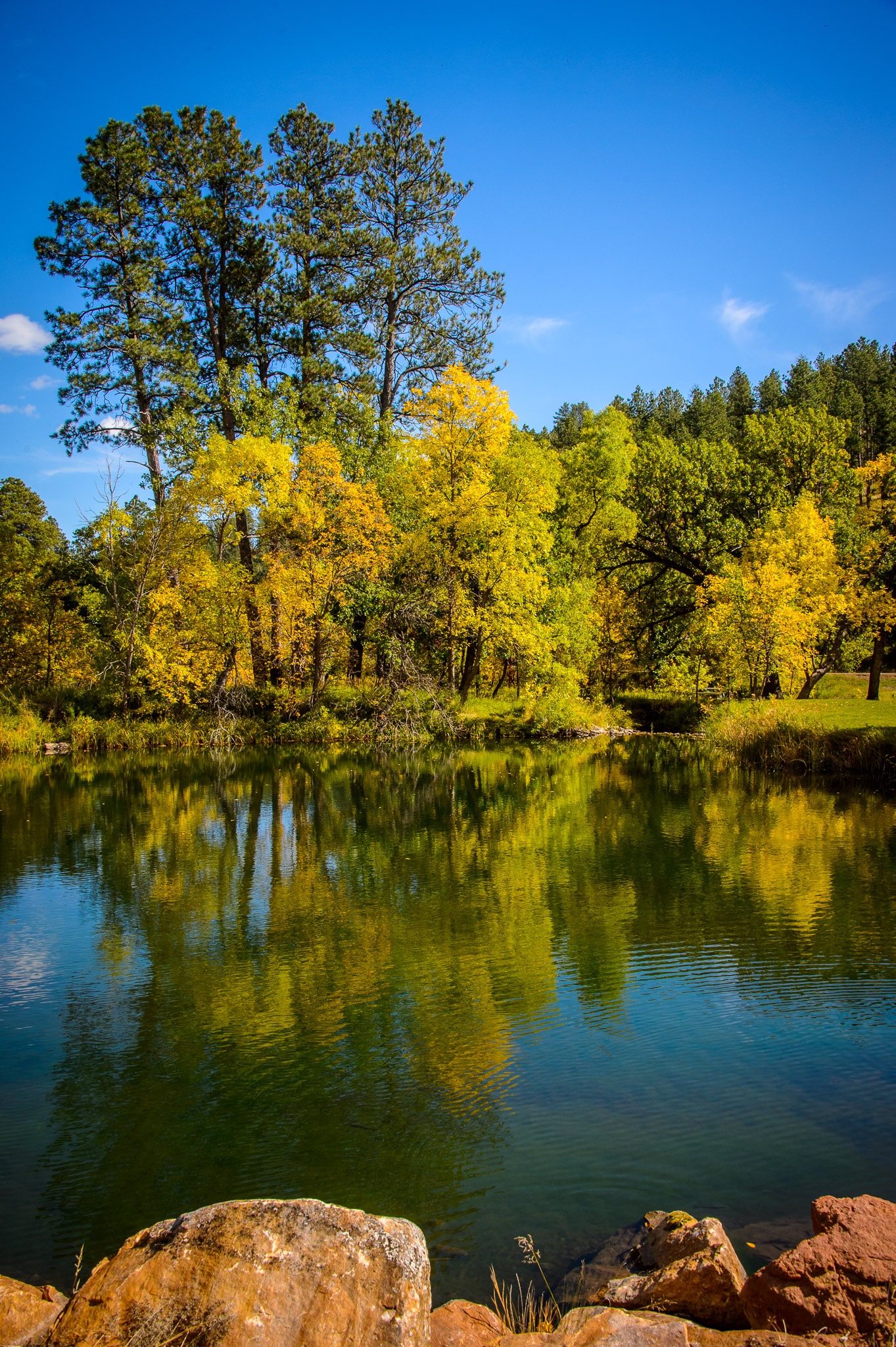 Fall leaves on the trees refelct in a lake in the Black Hills of South Dakota near Custer.