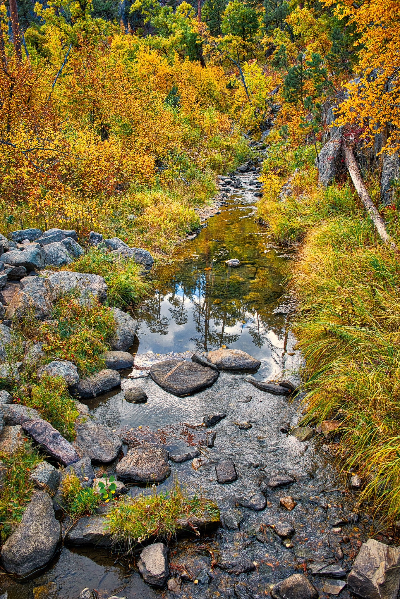 Autumn-colored trees and green pine trees are reflected in a stream along the Iron Mountain Highway in Black Hills National Forest in South Dakota.