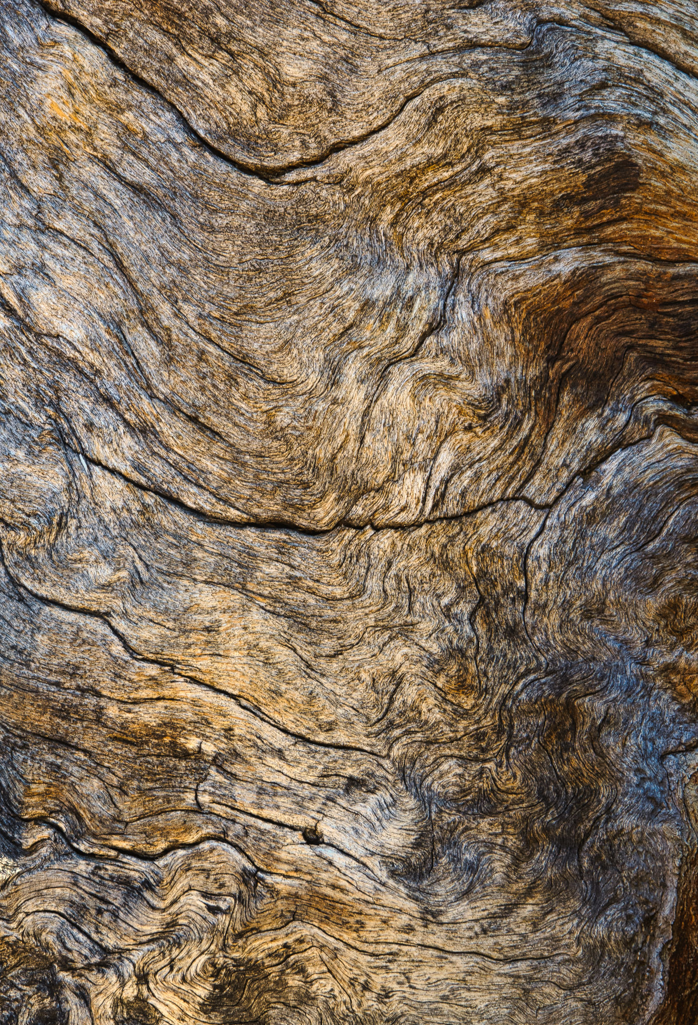Texture of bark on tree along Harpers Corner Trail in Dinosaur National Monument.