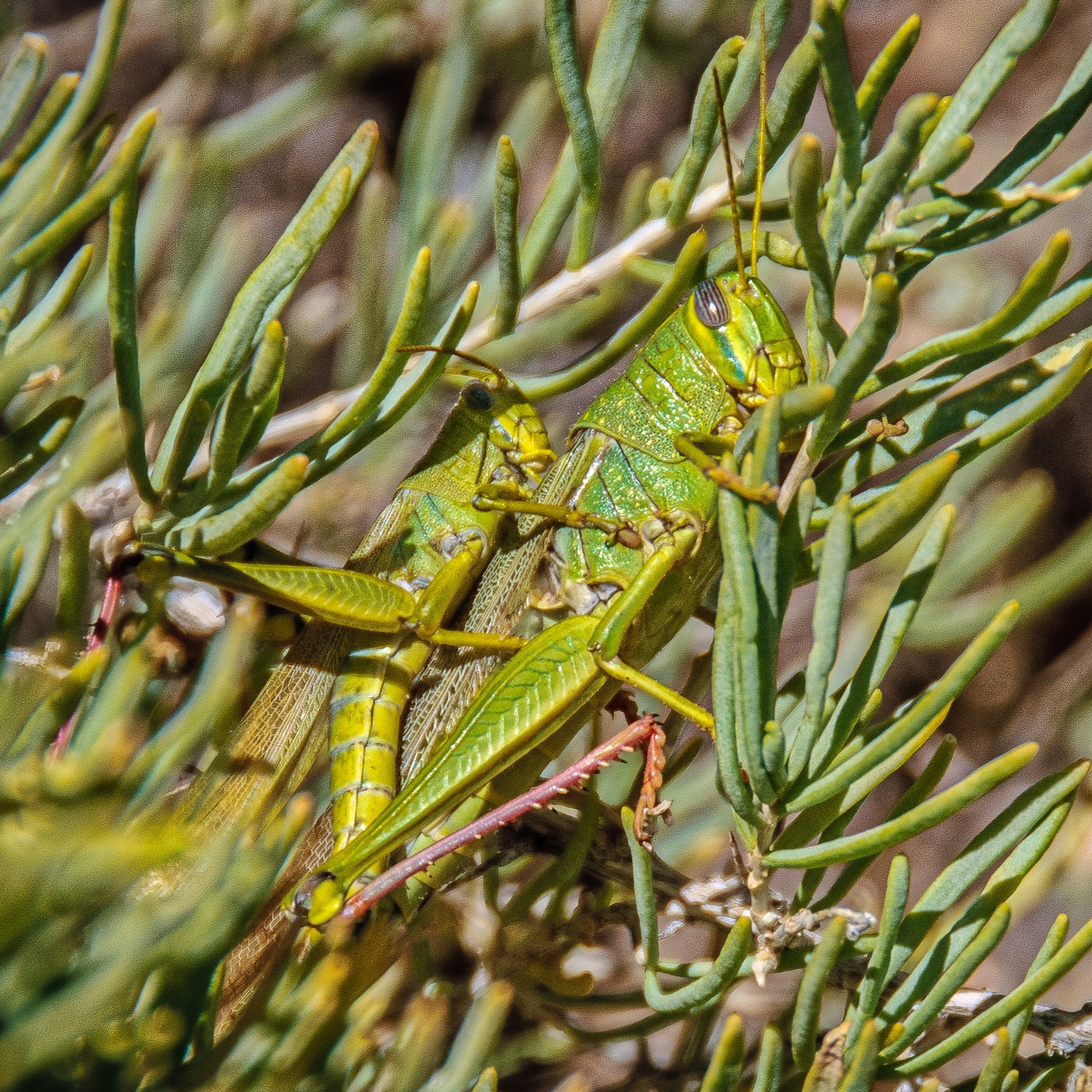 Desert Grasshopper along Cub Creek in Dinosaur National Monument in Utah.