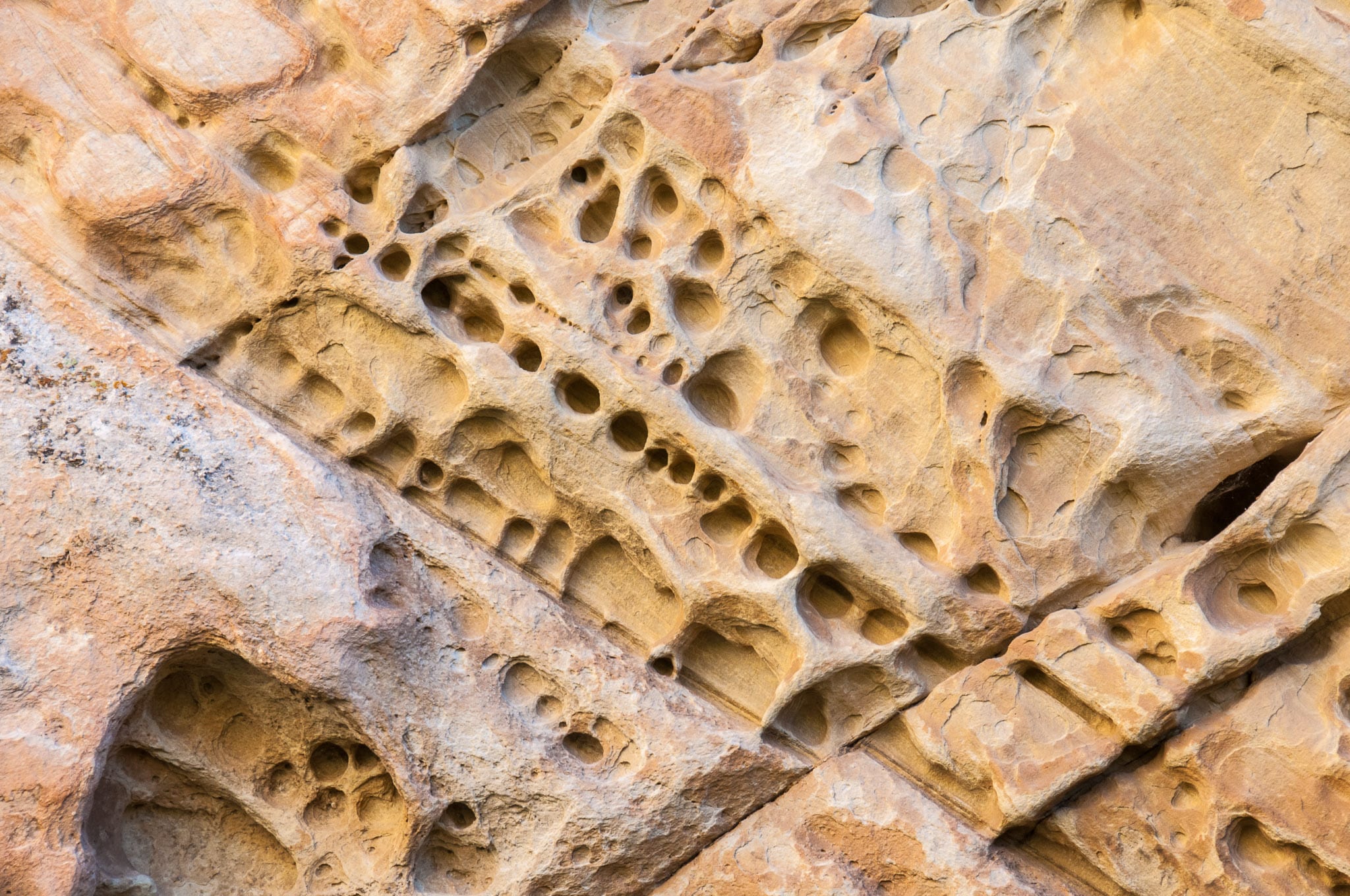 Holes in sandstone cliffs, also called tafoni, is in box canyon north of the Josie Morris Ranch In Dinosaur National Monument.