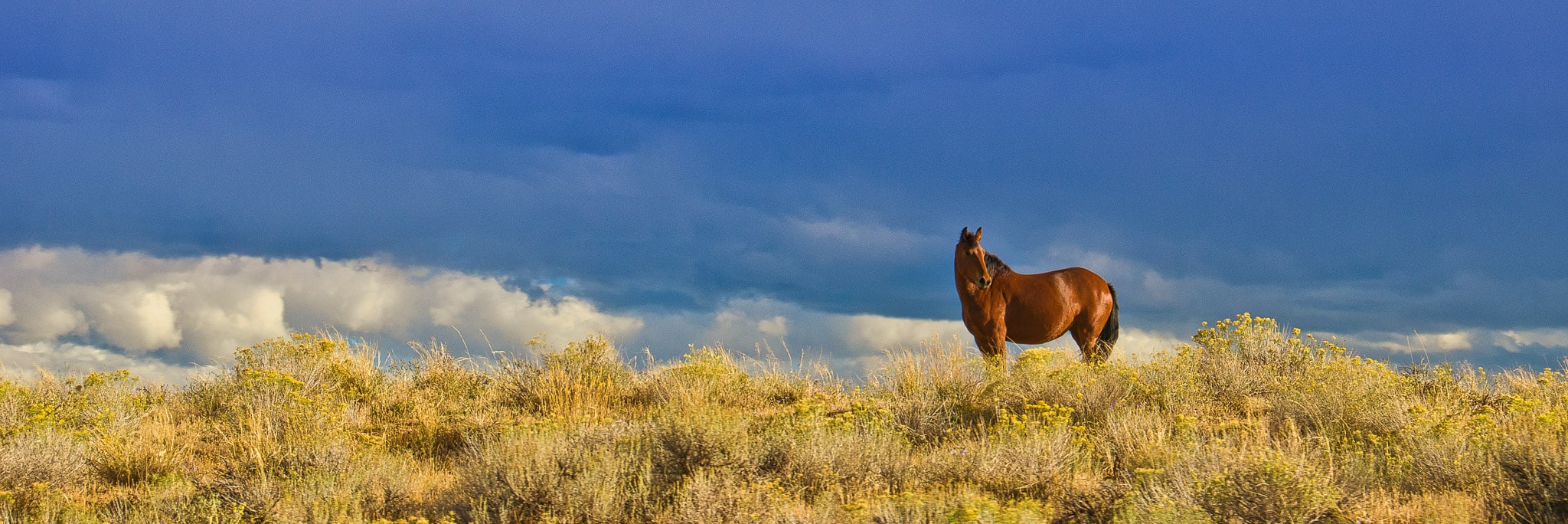 A horse grazes along Glen Bench Road, south of Vernal, Utah.