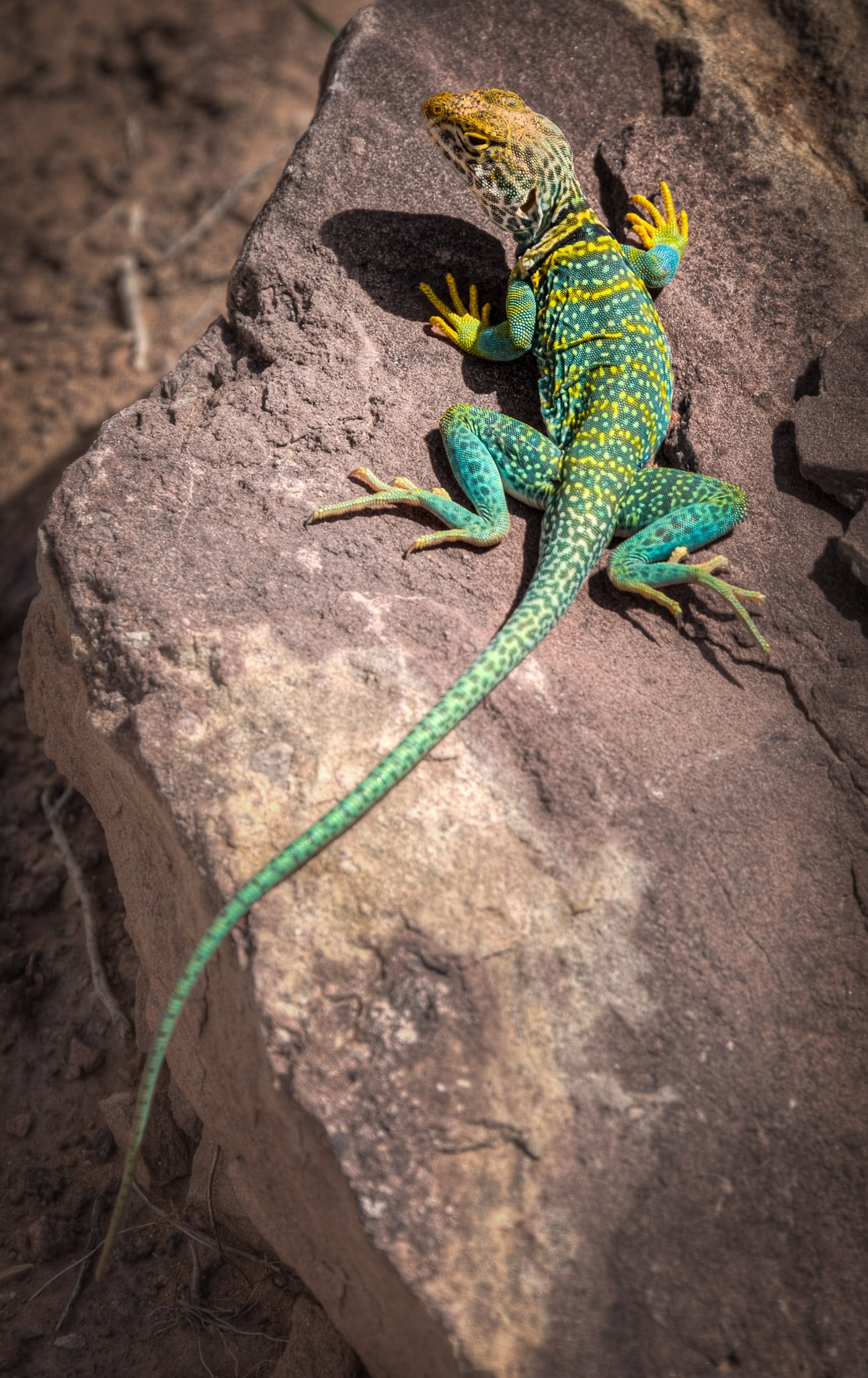 A common collared lizard (Crotaphytus collaris) enjoys the mid-day sun in Devils Canyon near Fruita, Colorado.