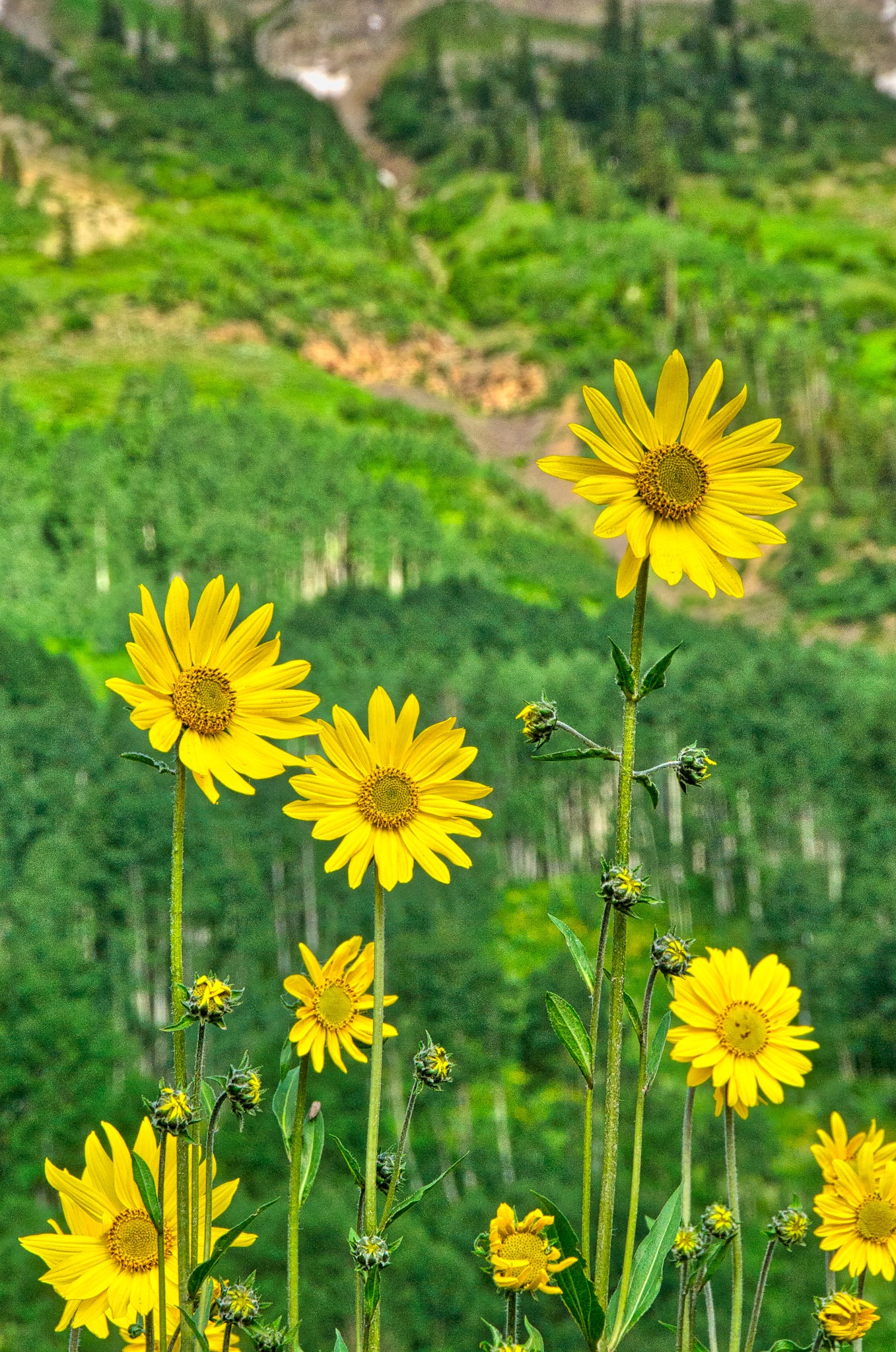 Aspen Sunflowers, Helianthella quinquenervis, grow along Gothic Road, north of Mount Crested Butte, Colorado