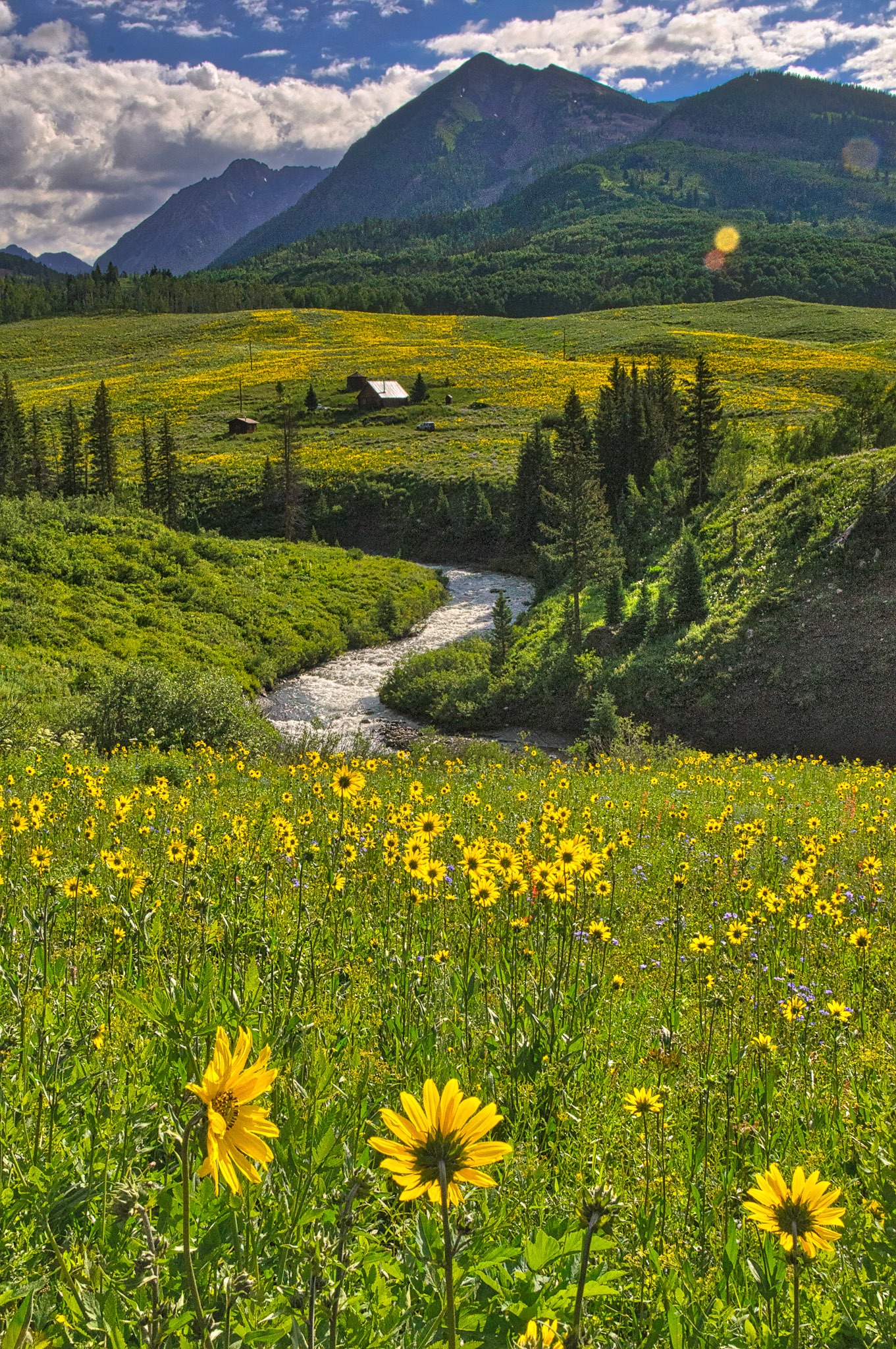 Aspen Sunflowers, Helianthella quinquenervis, grow along Gothic Road, which follows the East River, north of Mount Crested Butte, Colorado