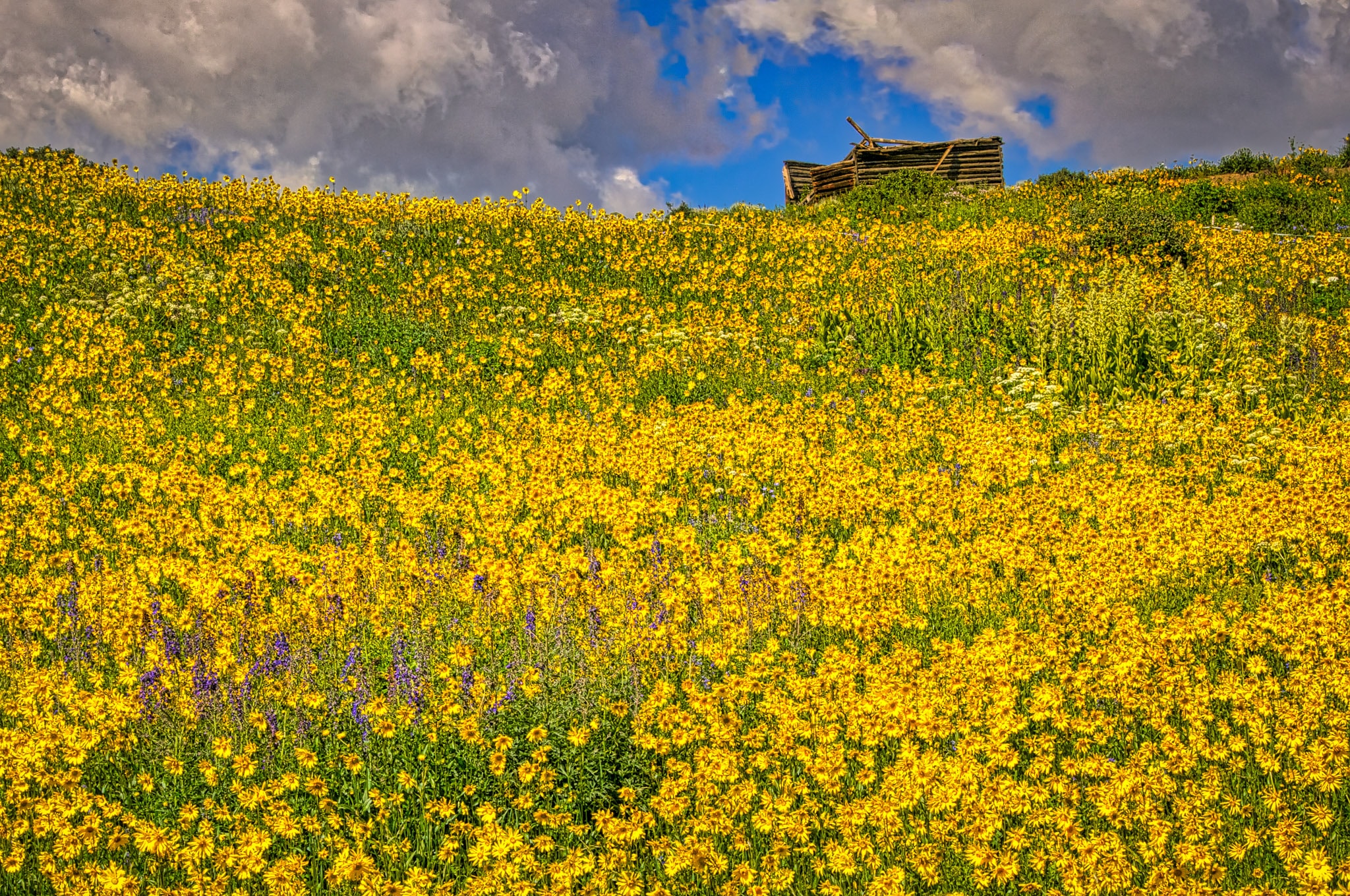 A log cabin ruin floats in a sea of sunflowers, along Gothic Road, near the East River, north of Mount Crested Butte, Colorado.