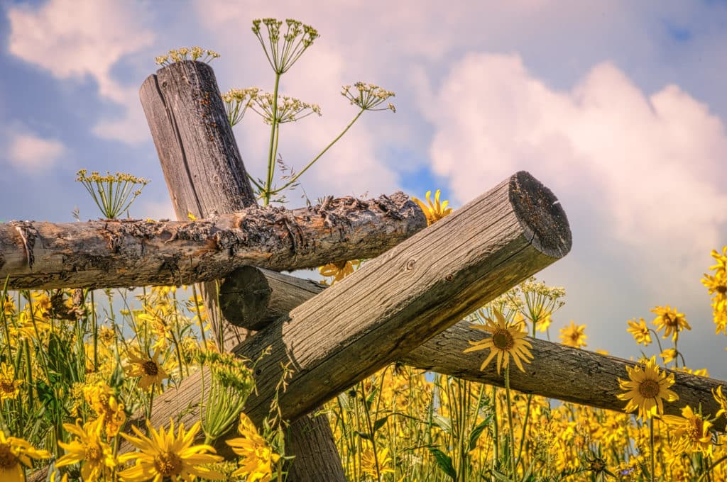 A rail fence among Golden Asters, Mule's Ears, sunflowers, and fennel along the Gothic Road north of Mt. Crested Butte, Colorado.