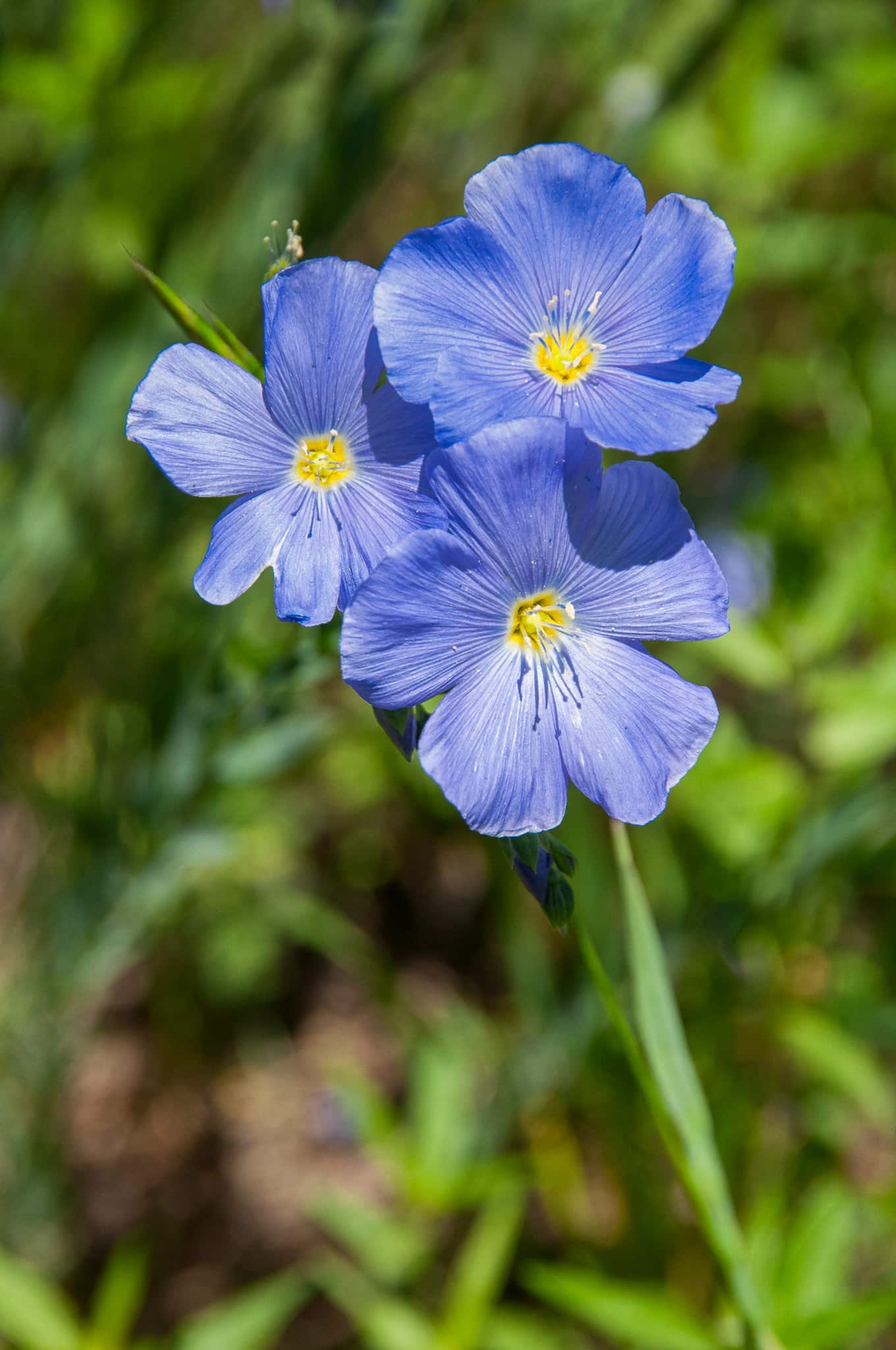A lovely example of Wild Blue Flax growing along the Washington Gulch Road near Mt. Crested Butte, Colorado.