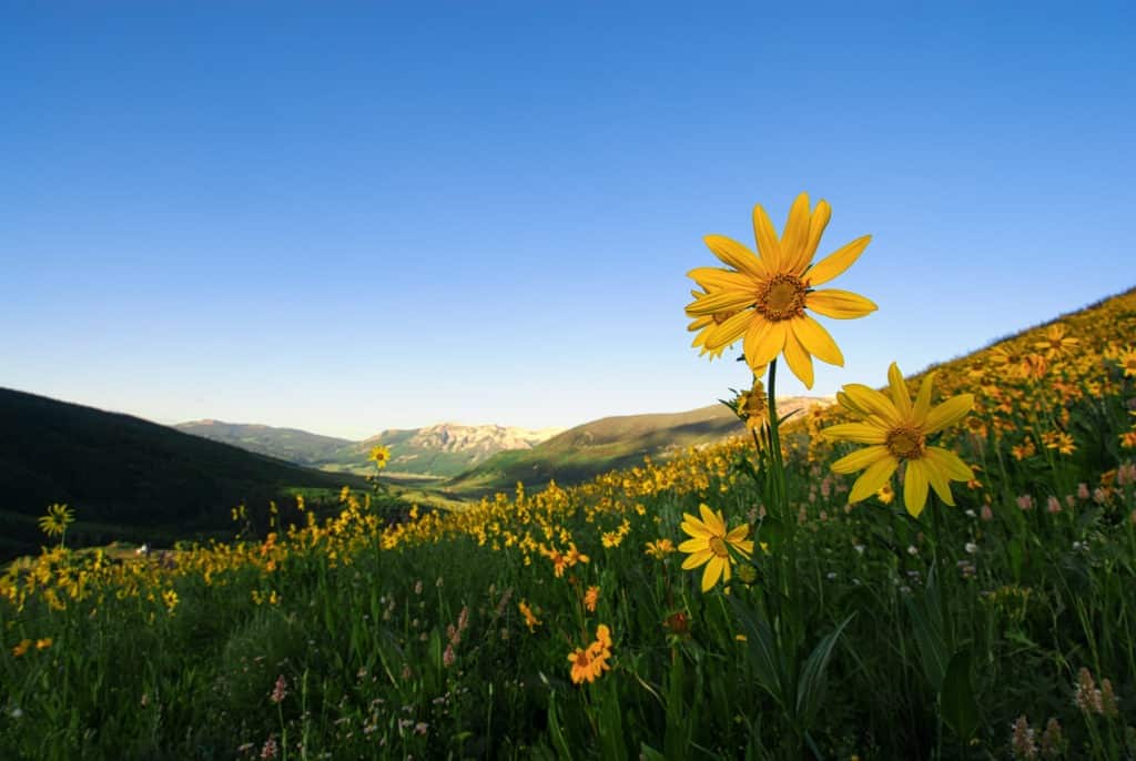 Aspen Sunflowers stand tall amongst the Mule's Ears and Sneezeweed, along West Brush Creek Road near Mount Crested Butte, Colorado.
