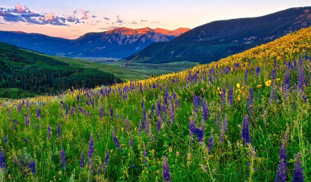 View looking west across a profusion of Sneezeweed, Mule's Ears, and larkspur at dawn near the Brush Creek Road southeast of Mt. Crested Butte, Colorado.