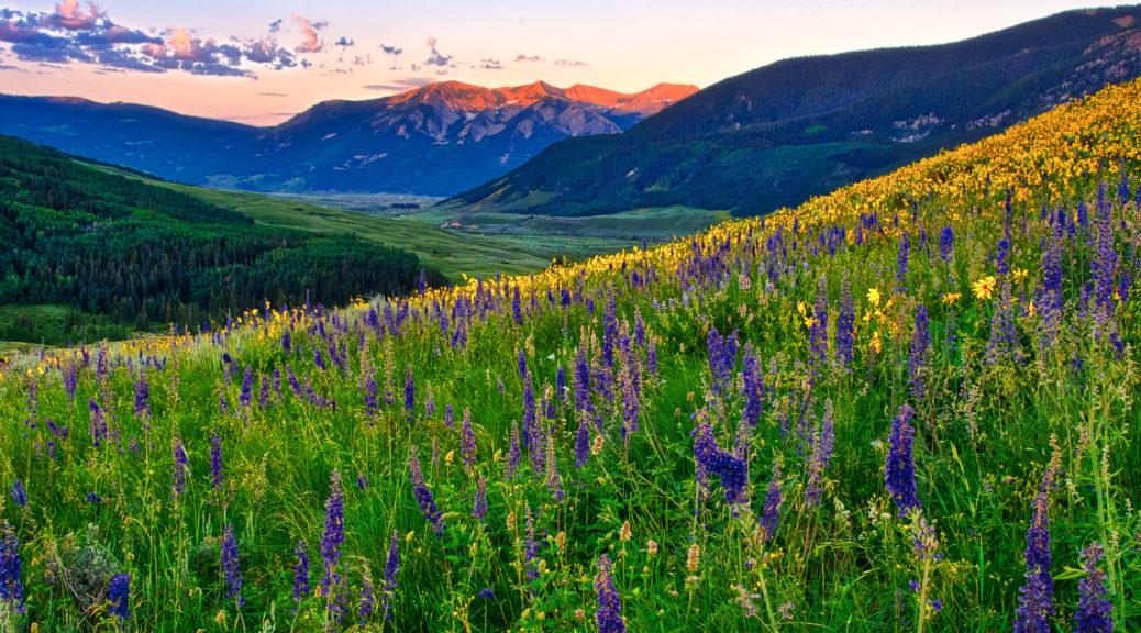photographs-of-crested-butte-wildflowers-like-paintbrush-larkspur-and