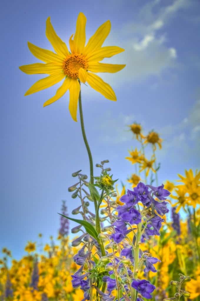 An Aspen Sunflower grows in a fields of Mule's Ears, sunflowers and larkspur along the Brush Creek Road southeast of Mt. Crested Butte, Colorado.