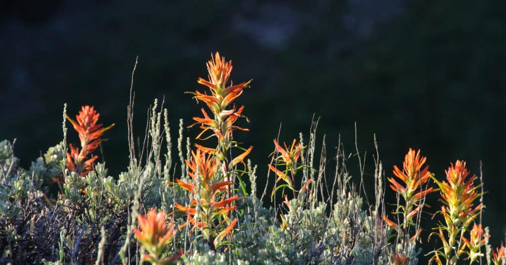 A row of paintbrush grows amongst the sage near West Brush Creek Road, near Pearl Pass, north of Crested Butte, Colorado.