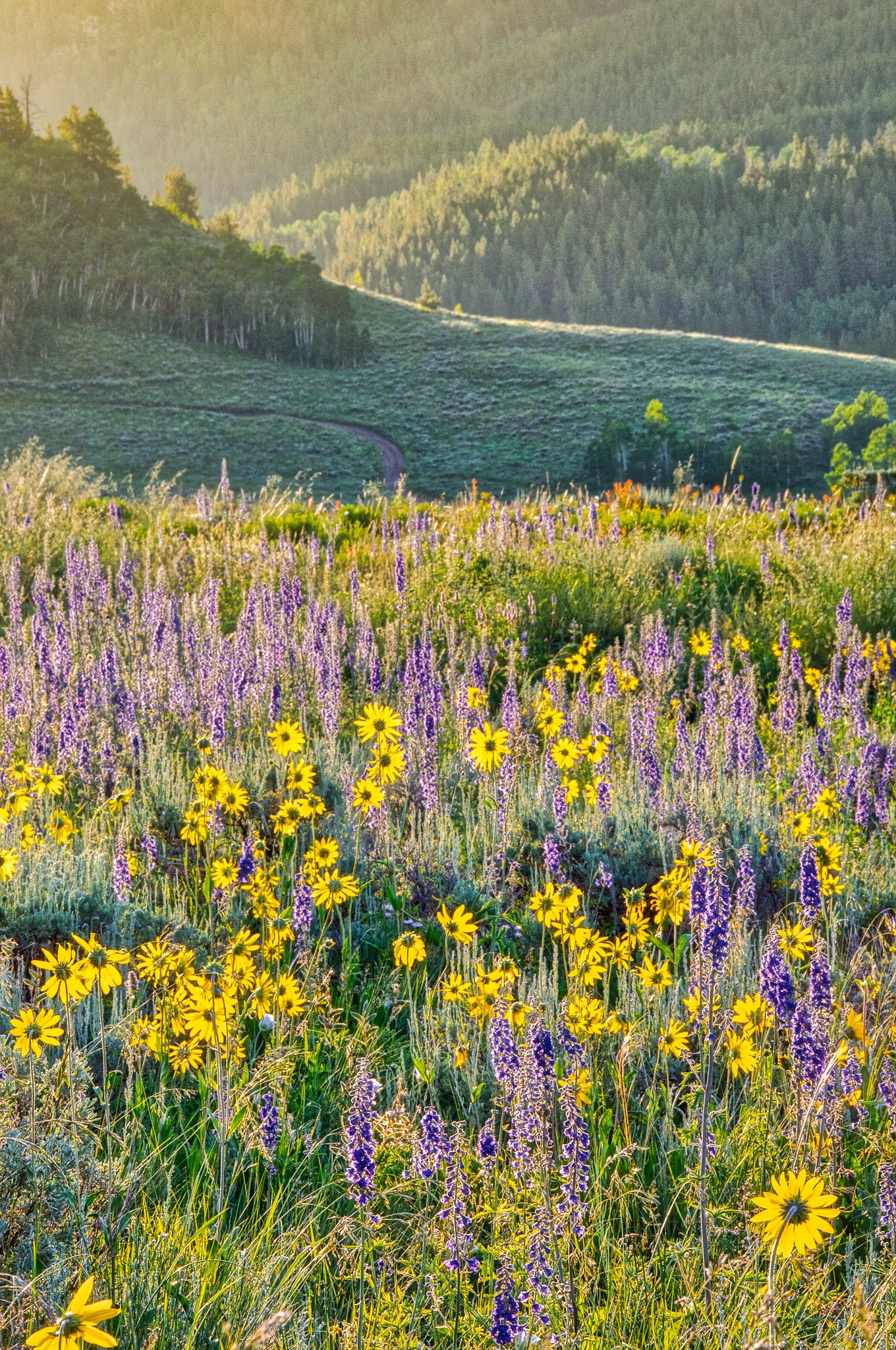 Aspen Sunflowers, growing among Geyer Larkspur, turn their heads toward the rising sun along West Brush Creek Road near Mount Crested Butte, Colorado.