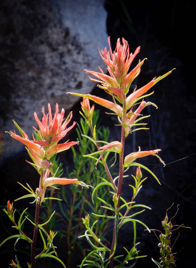 Several paintbrush flowers grow along West Brush Creek Road, near Pearl Pass, north of Crested Butte, Colorado.