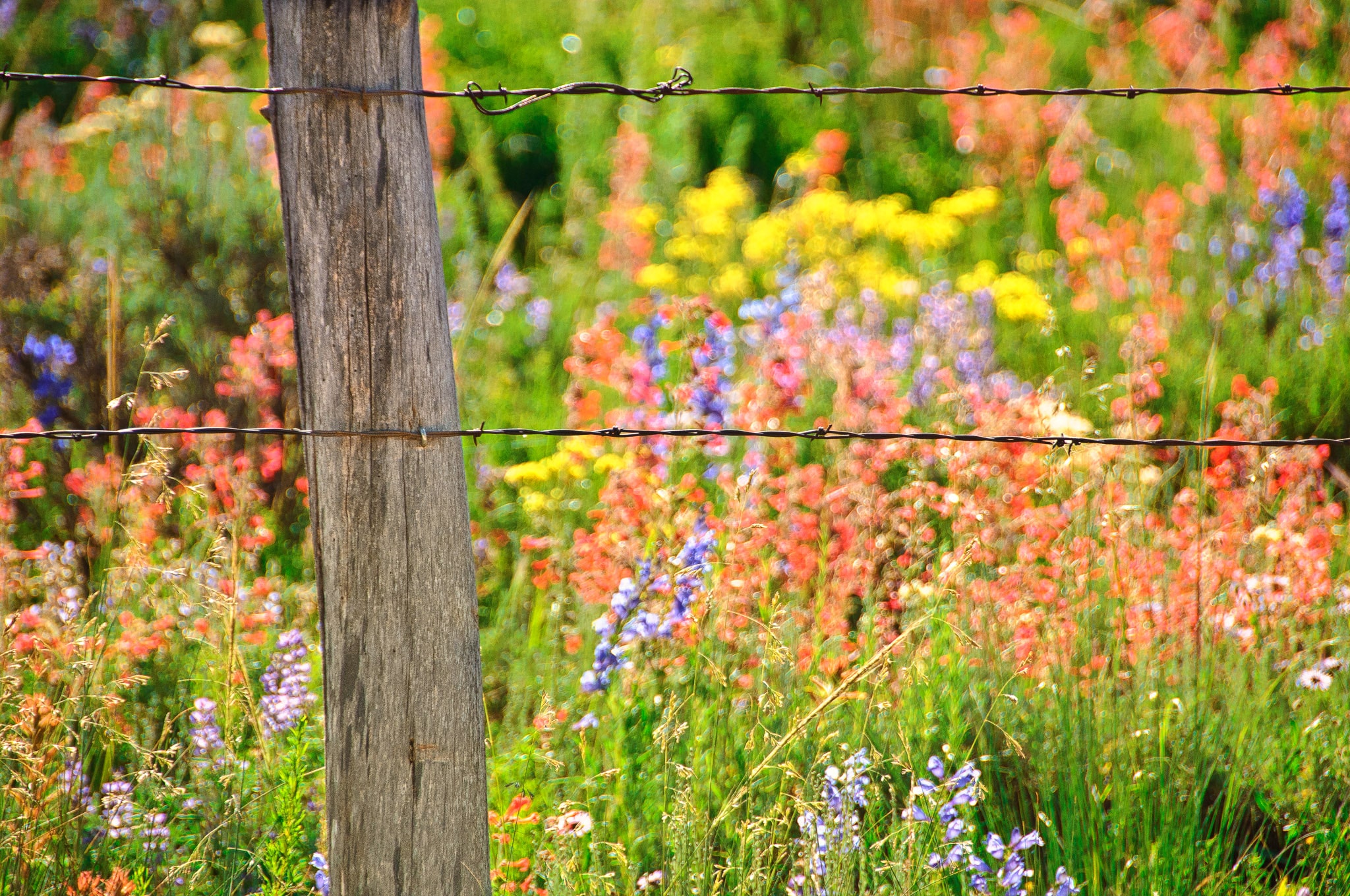 A barbed-wire fence contains a field of Larkspur, Scarlet Gilia, Yarrow, and Asters, taken along the Brush Creek Road near Mt. Crested Butte, Colorado.