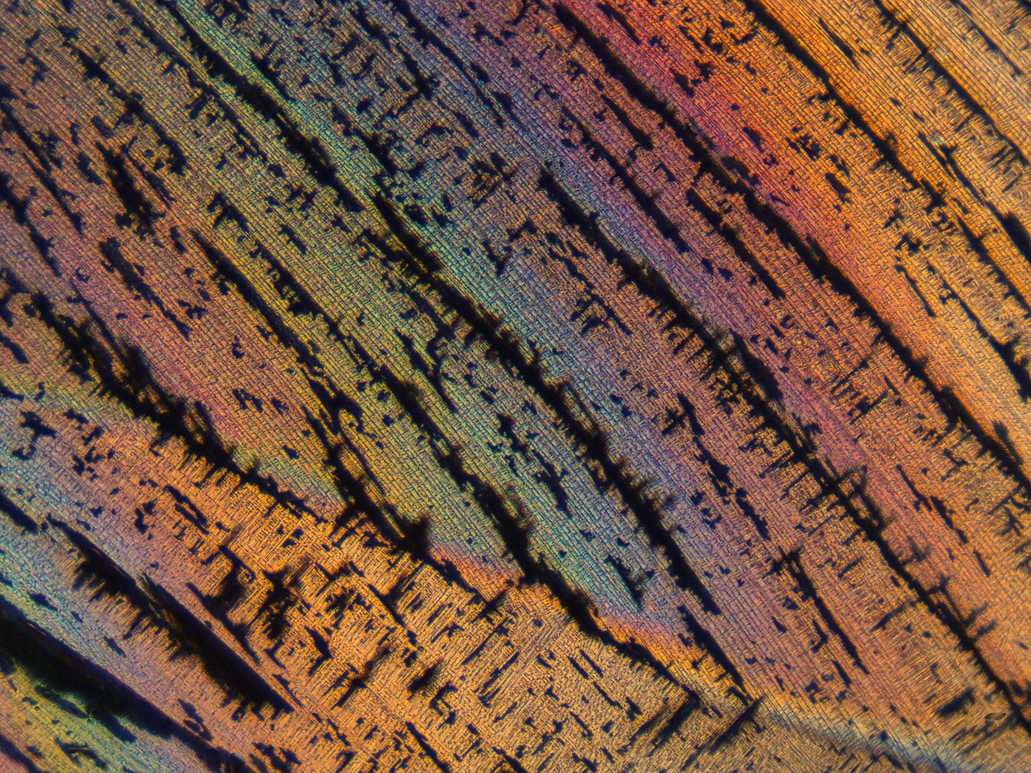 Microscopic crystals of urea and Epson salt at 10X.