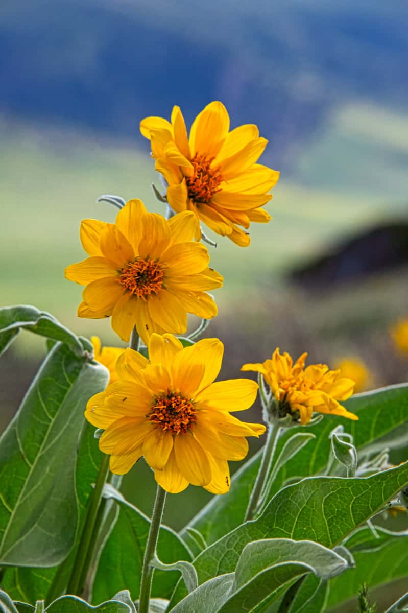 Arrow-Leaf Balsamroot covers the hillsides at the higher elevations of Harpers Corn Road in Dinosaur National Monument, Utah.