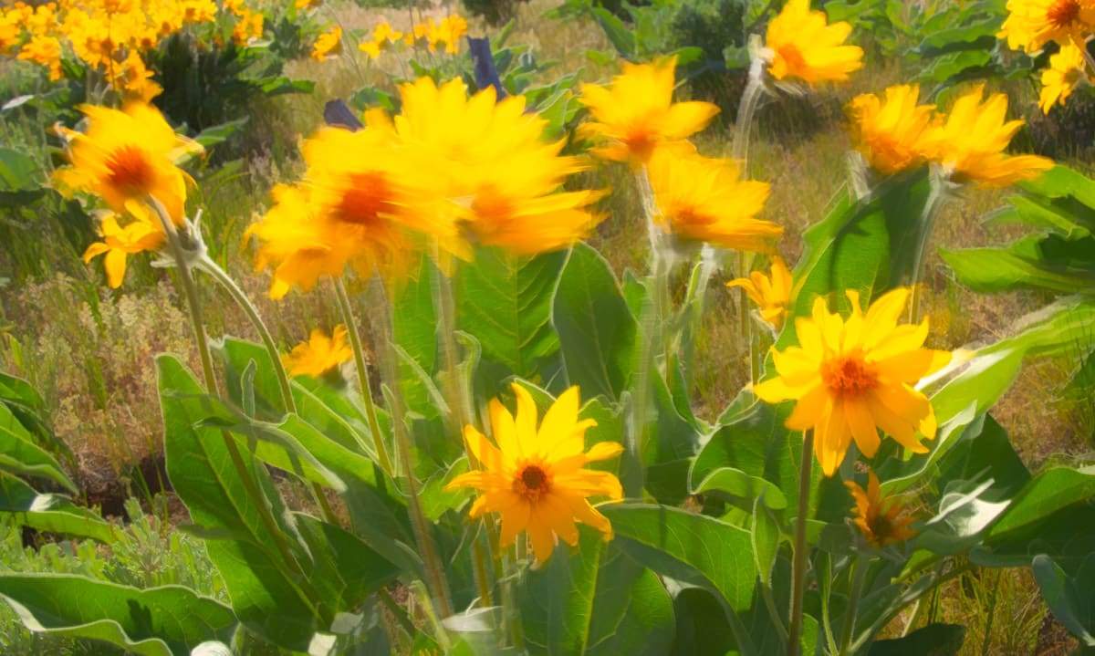 These Arrow-Leaf Balsamroot flowers are whipping in the wind along Harpers Corner Road in Dinosaur National Monument, Utah.