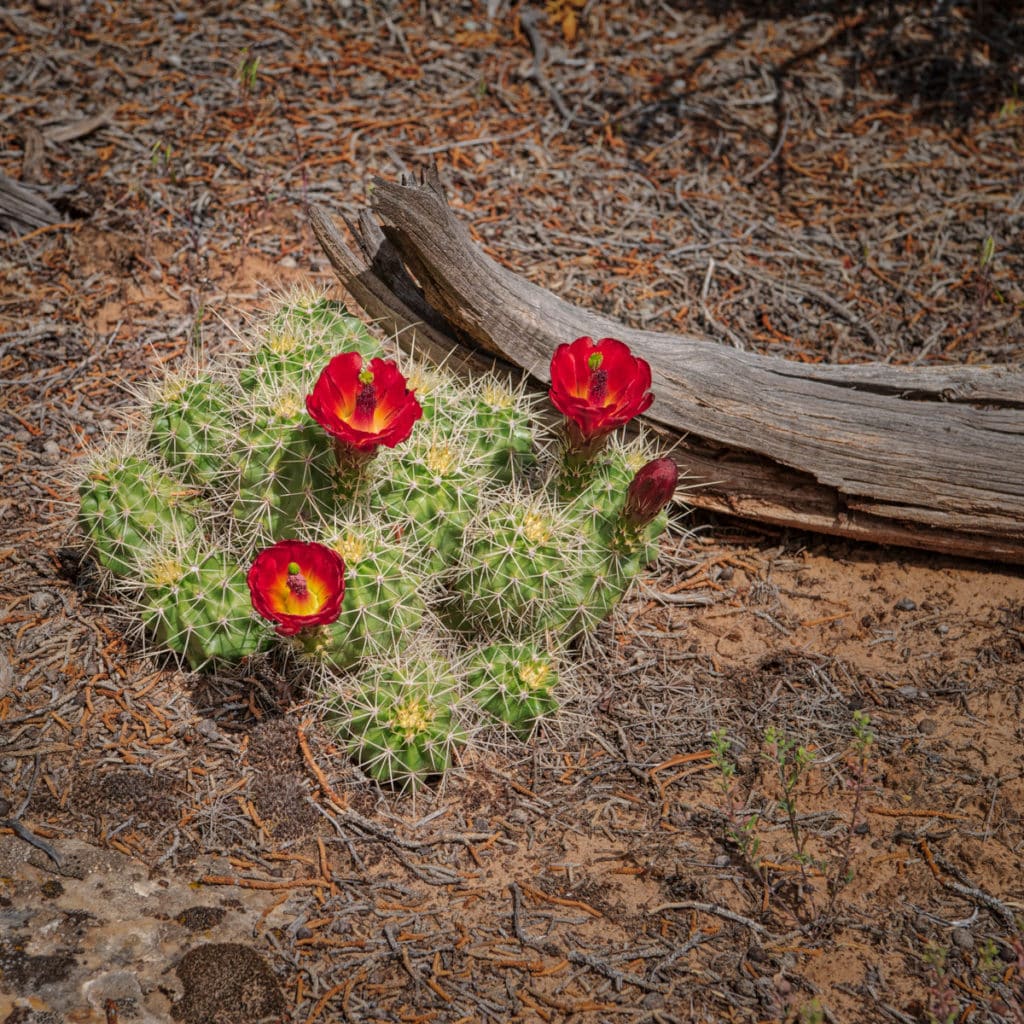 Echinocereus triglochidiatus is a species of hedgehog cactus known by several common names, including Claret Cup. This speciment is growing near Castle Point Overlook, along the Yampa Bench Road in Dinosaur National Monument, Colorado.