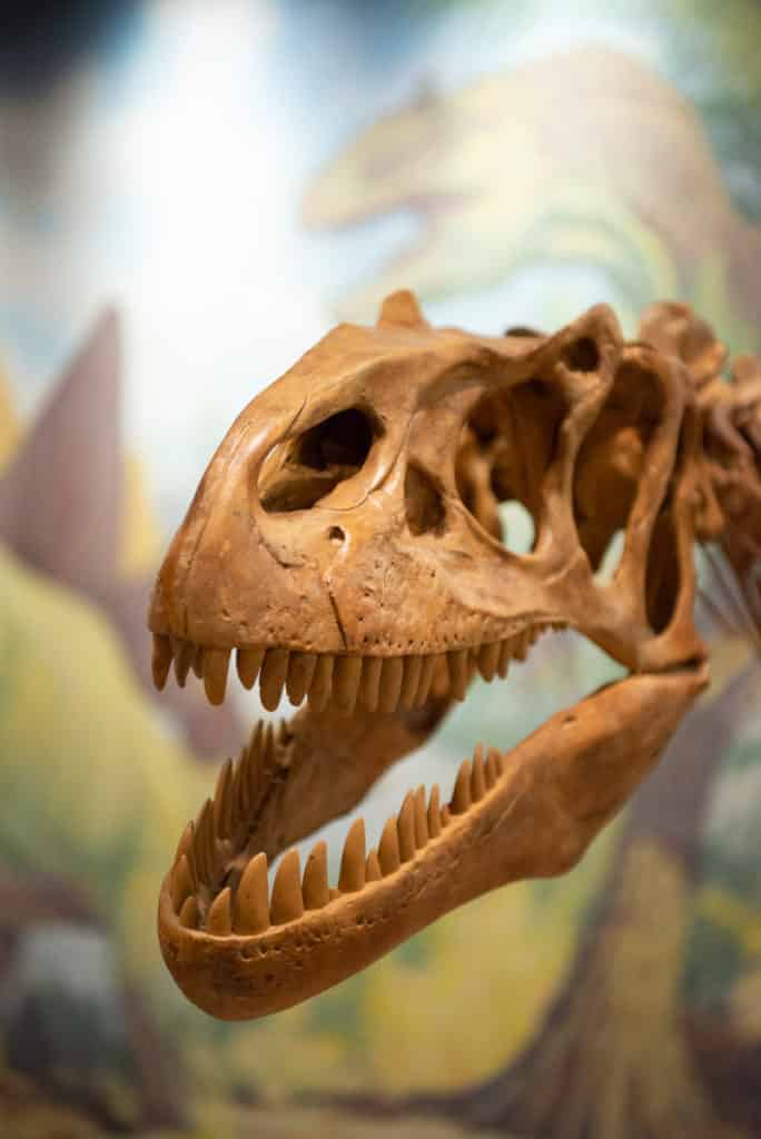 A model of an allosaurus skeleton is displayed in the Utah Field House in Vernal, Utah.