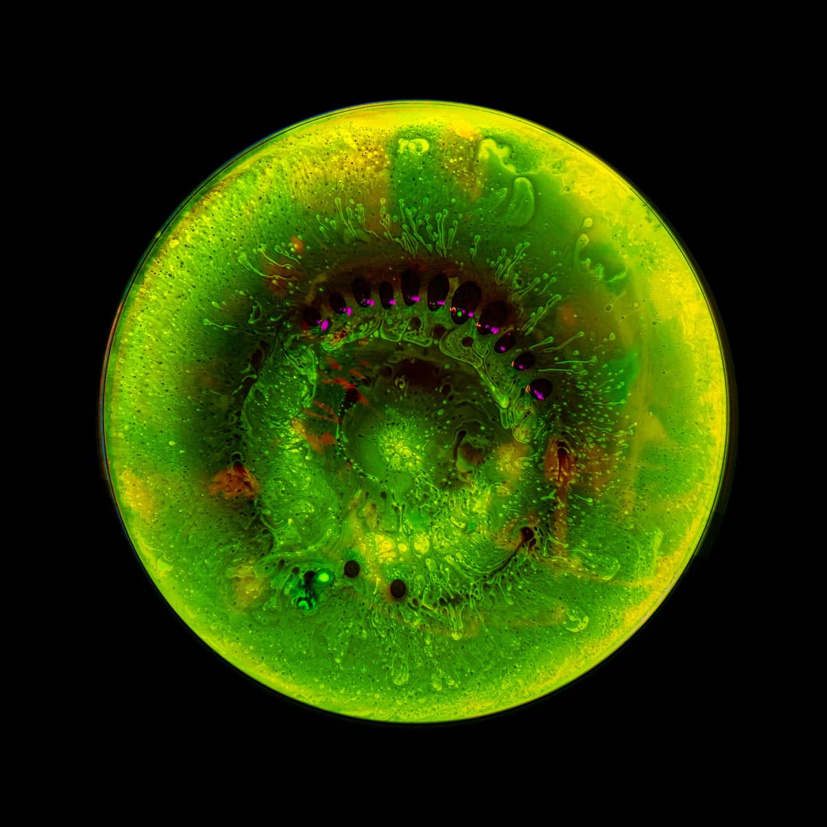 Ferro-magnetic fluid in a petrie dish with fluorescein, acrylic paint, and glycerine.