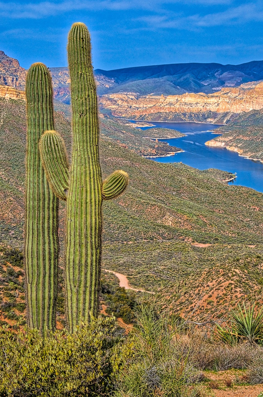 Cacti confer above Apache Lake, east of Phoenix, Arizona.